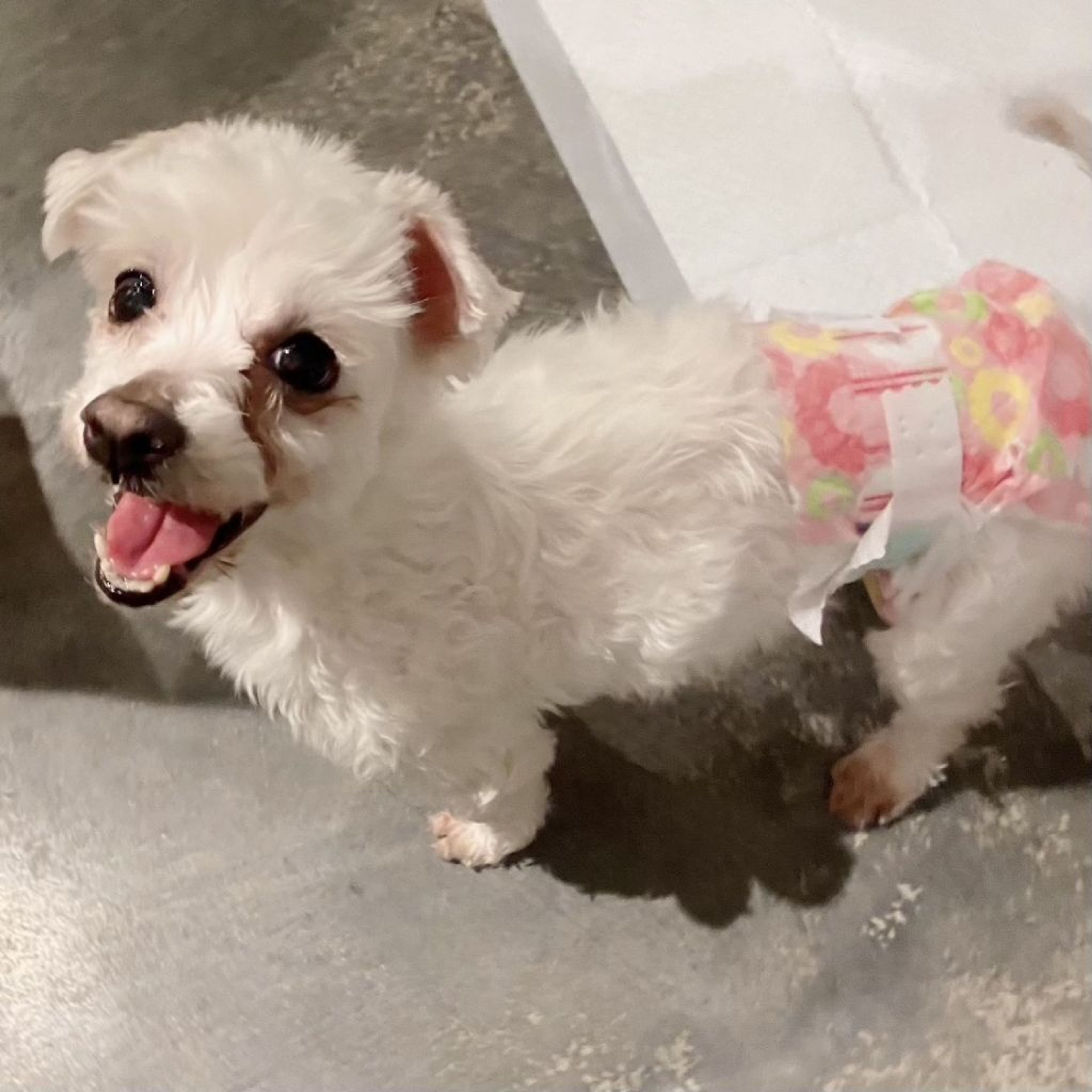 pet-image-2