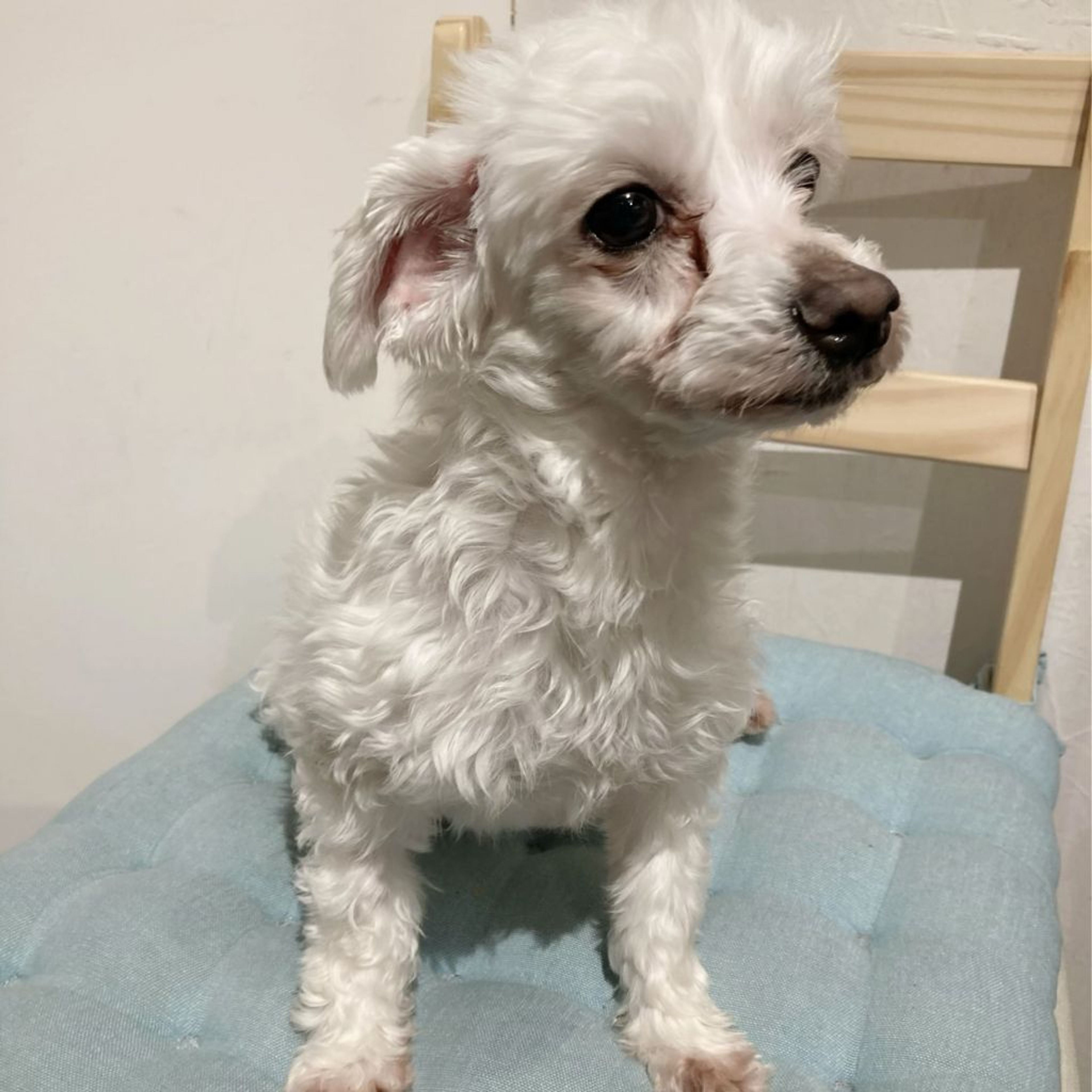 pet-image-3