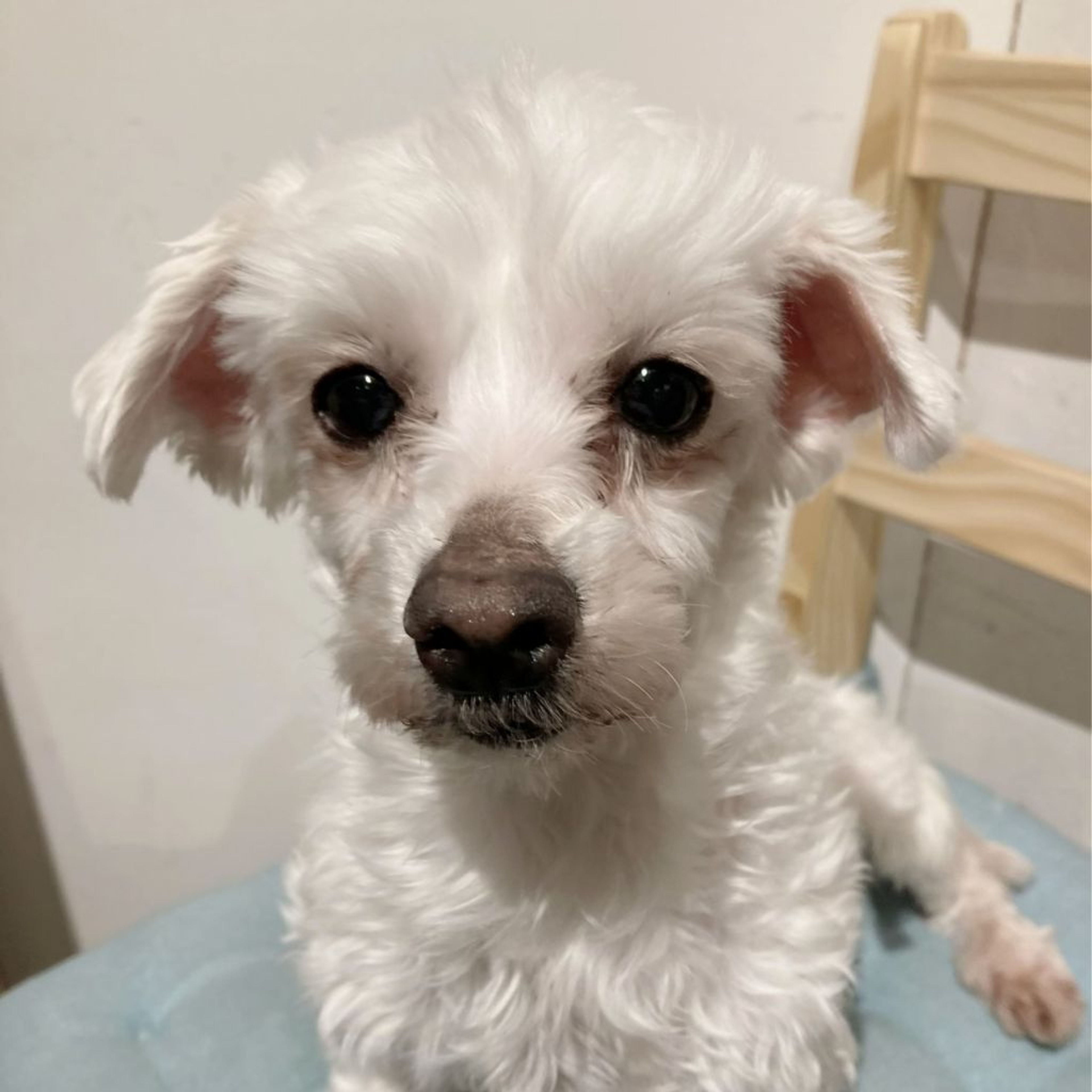 pet-image-4