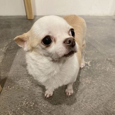 アンリ