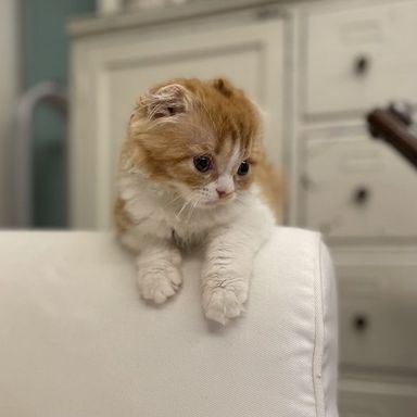 ねずこの写真