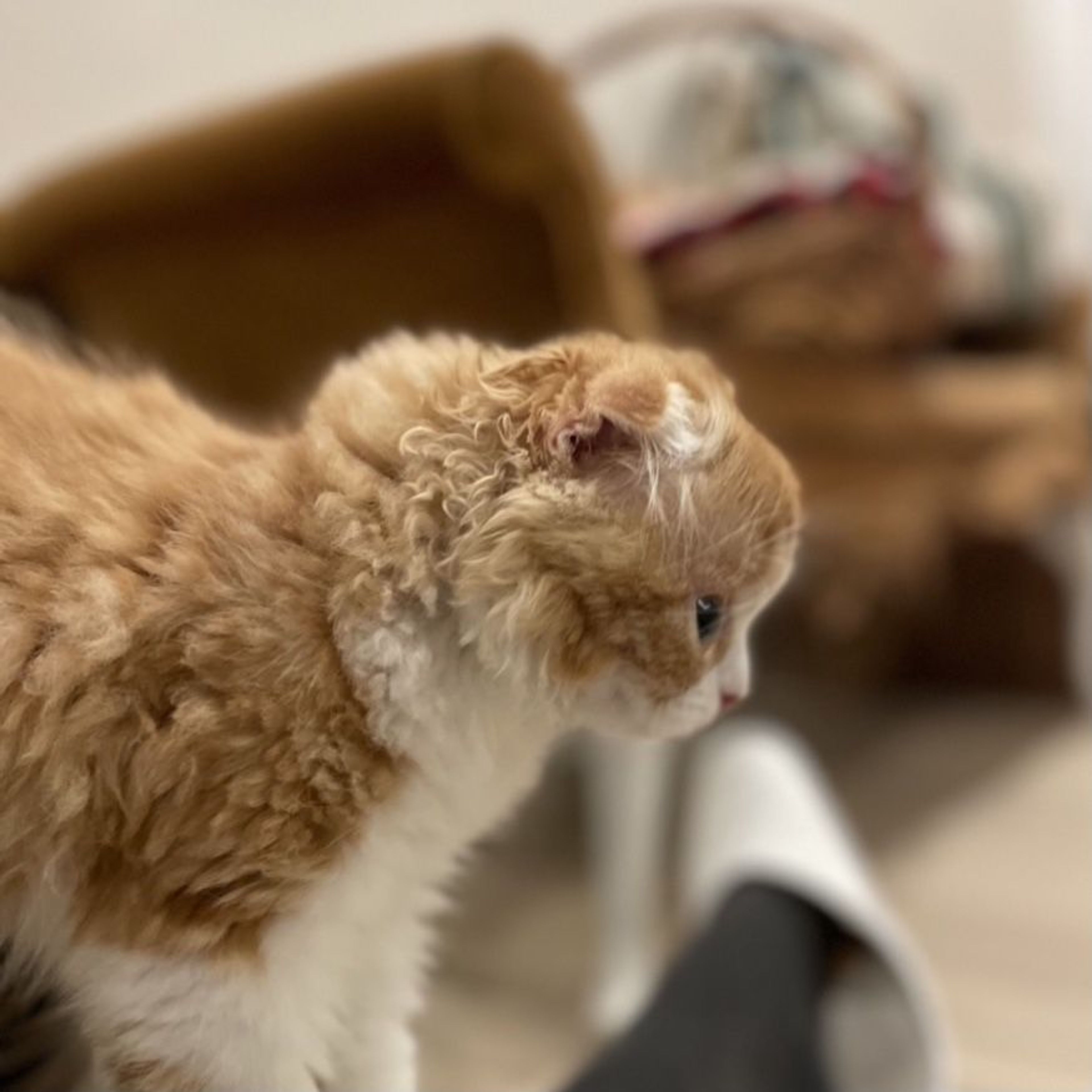 pet-image-4