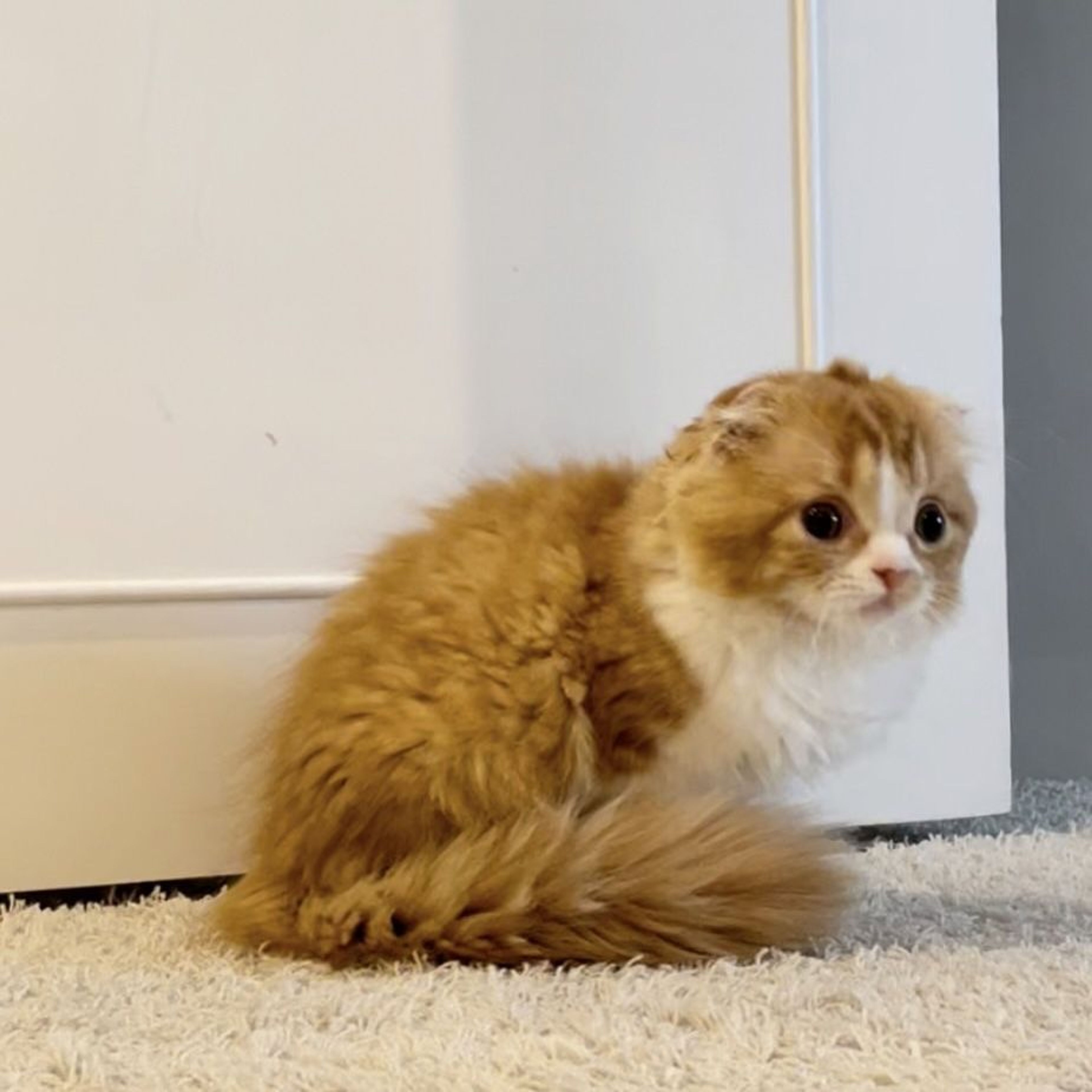 pet-image-5