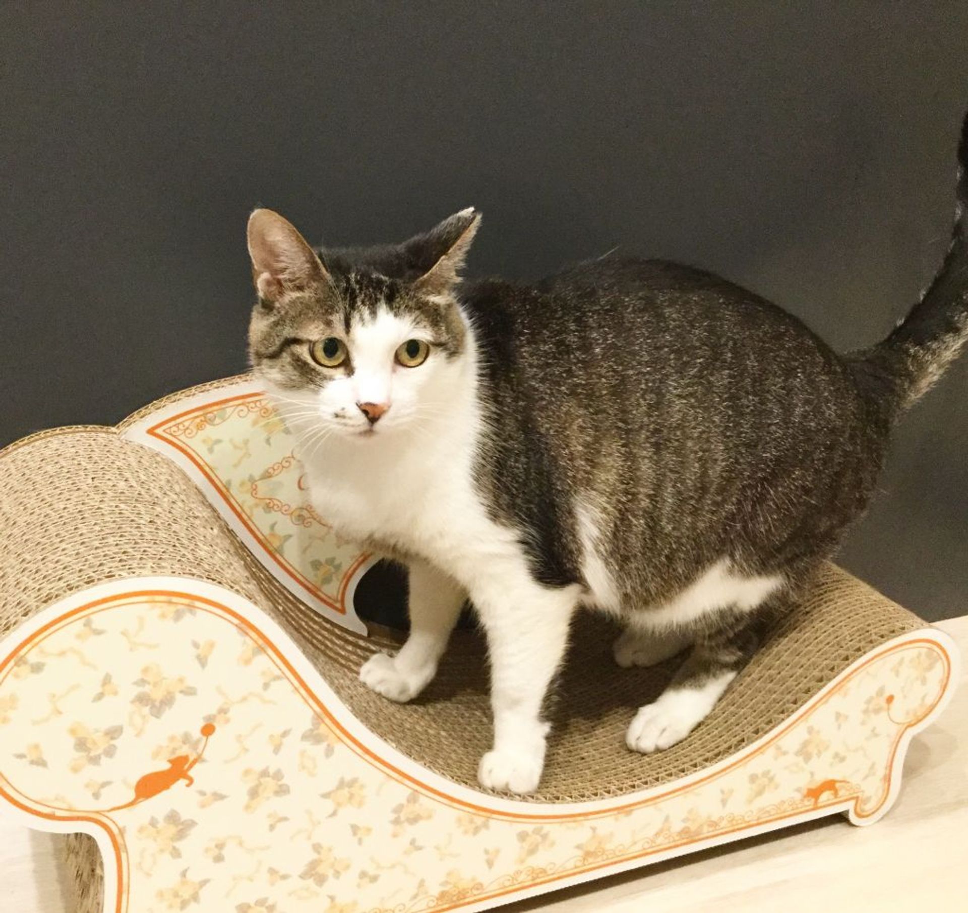 雑種（ミックス猫）・メスの里親募集の写真