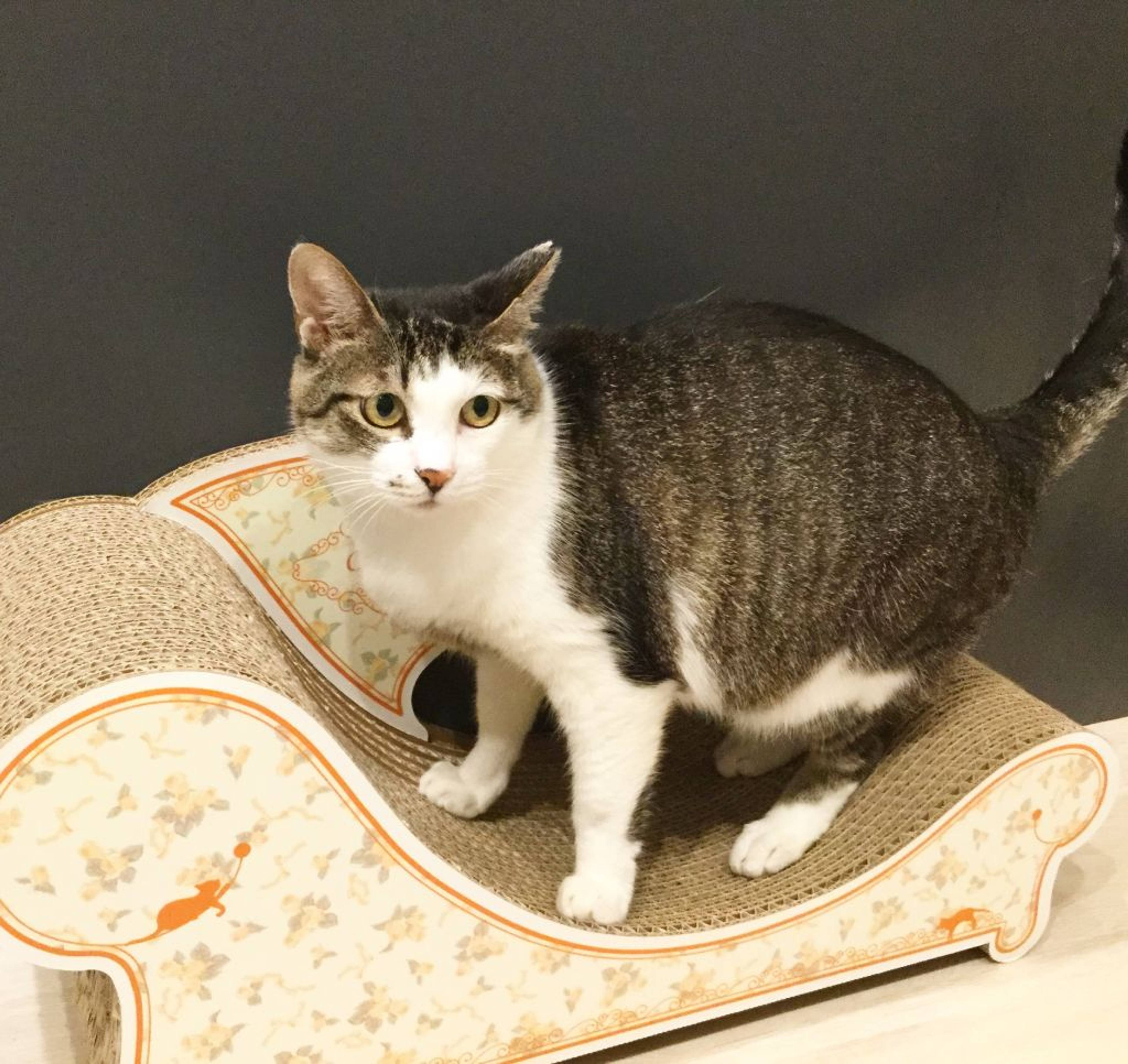 雑種（ミックス猫）・メスの里親募集の写真
