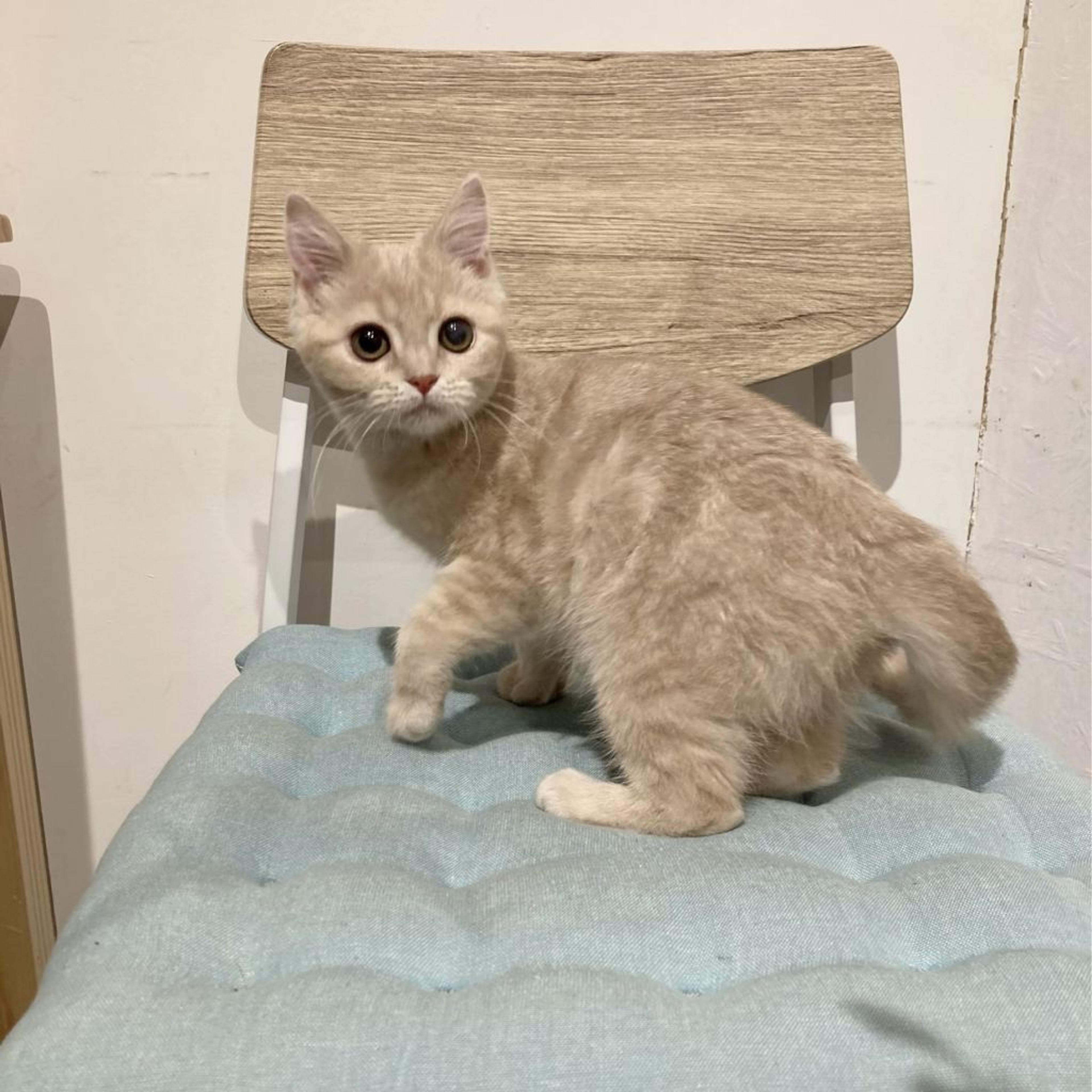 pet-image-3