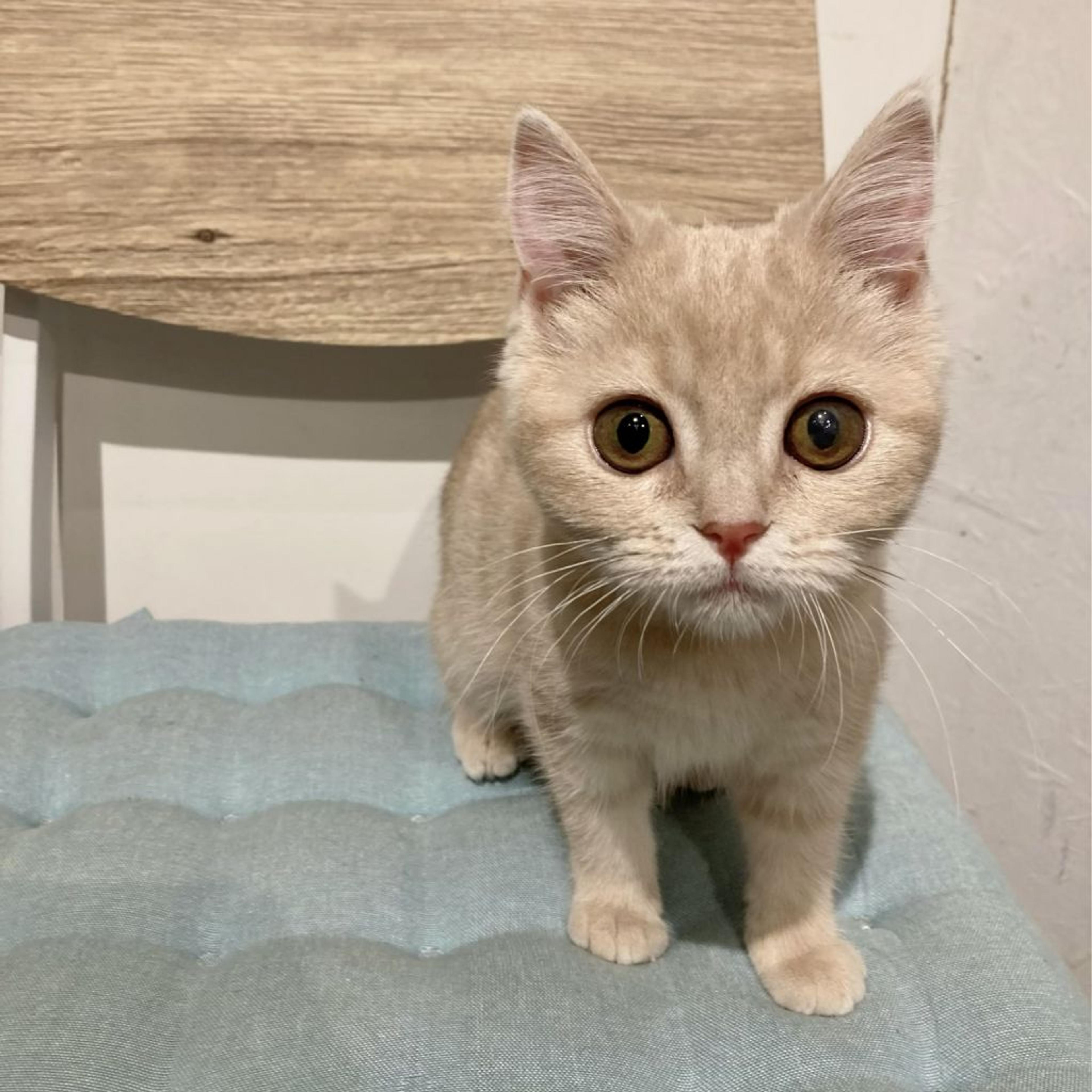 pet-image-4