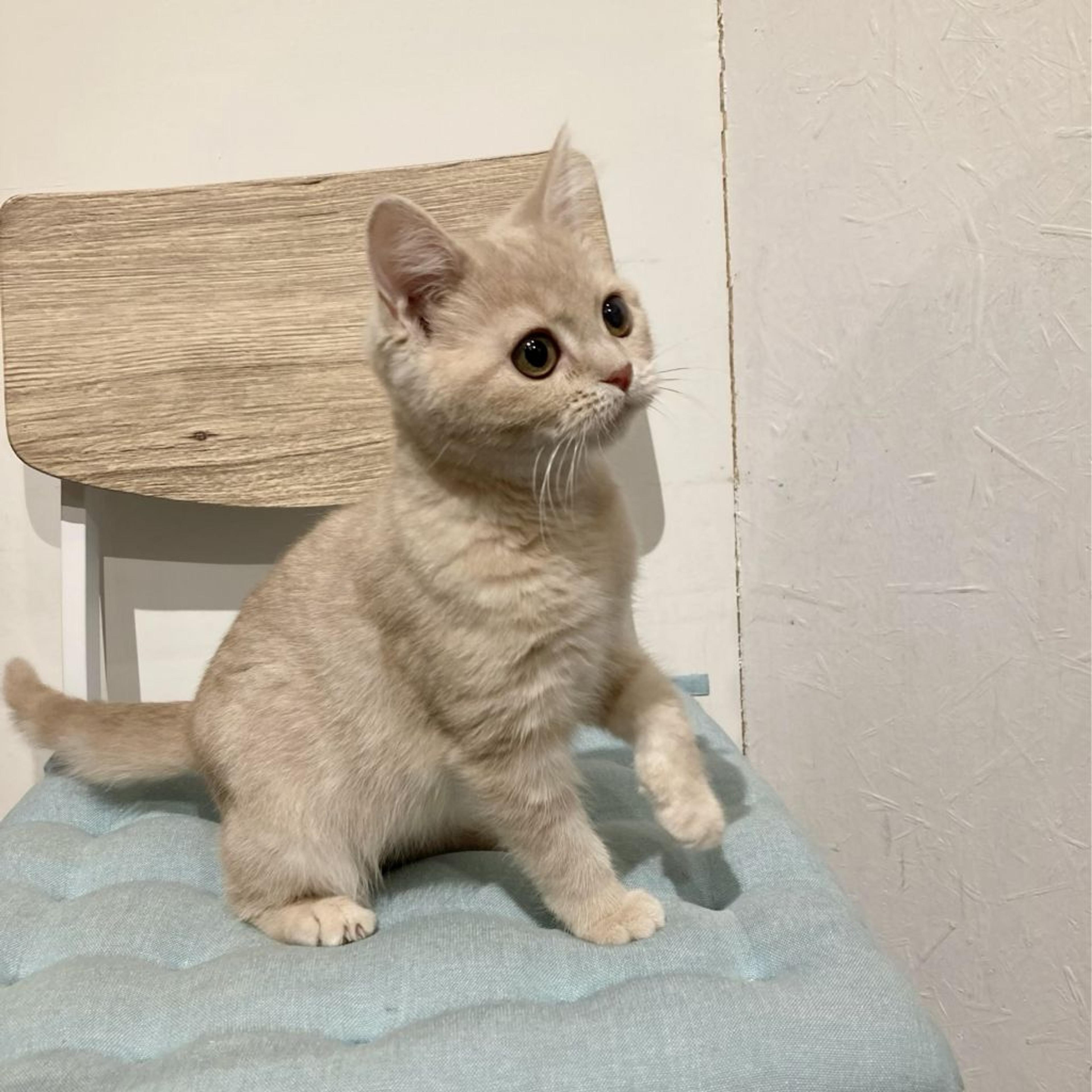 pet-image-6