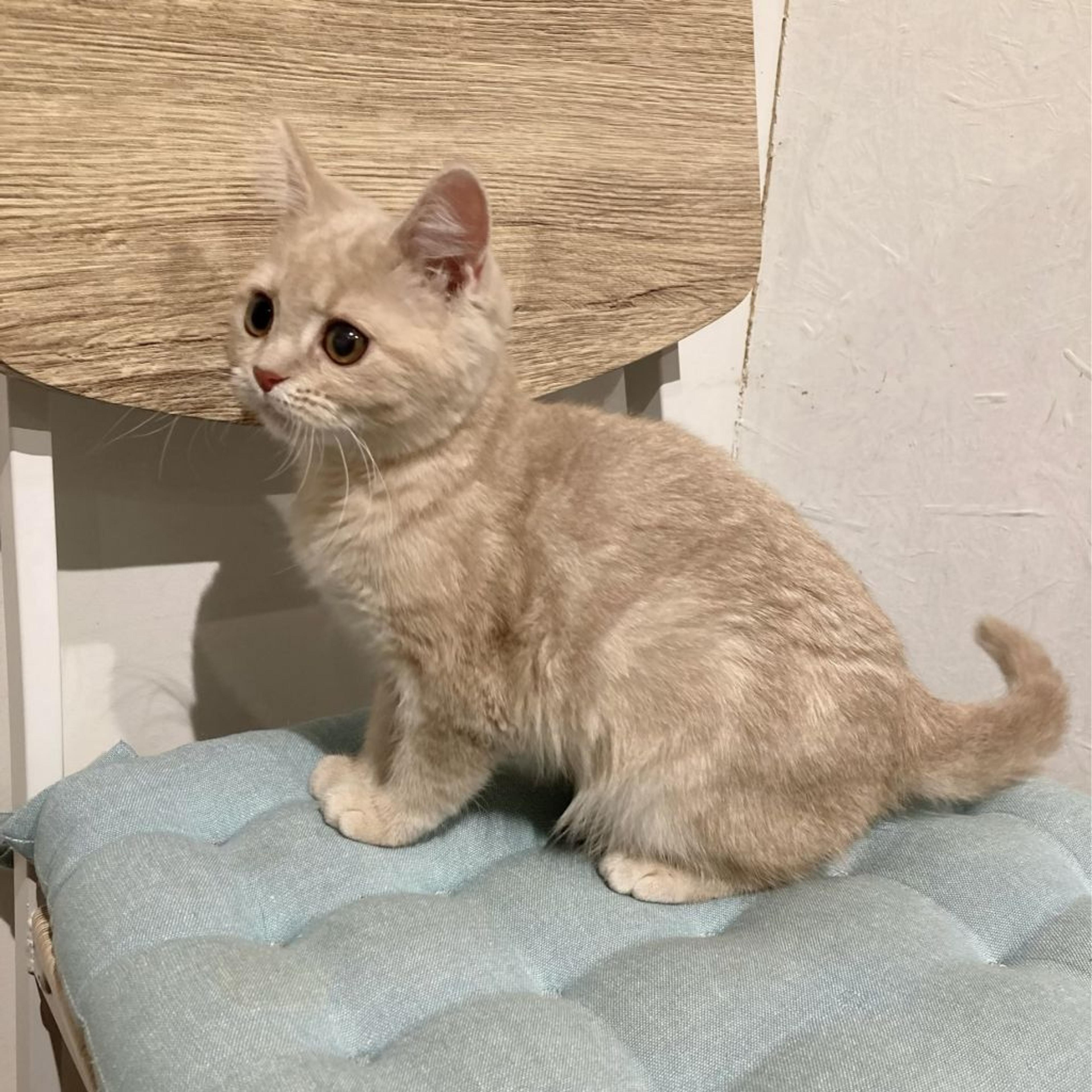 pet-image-8