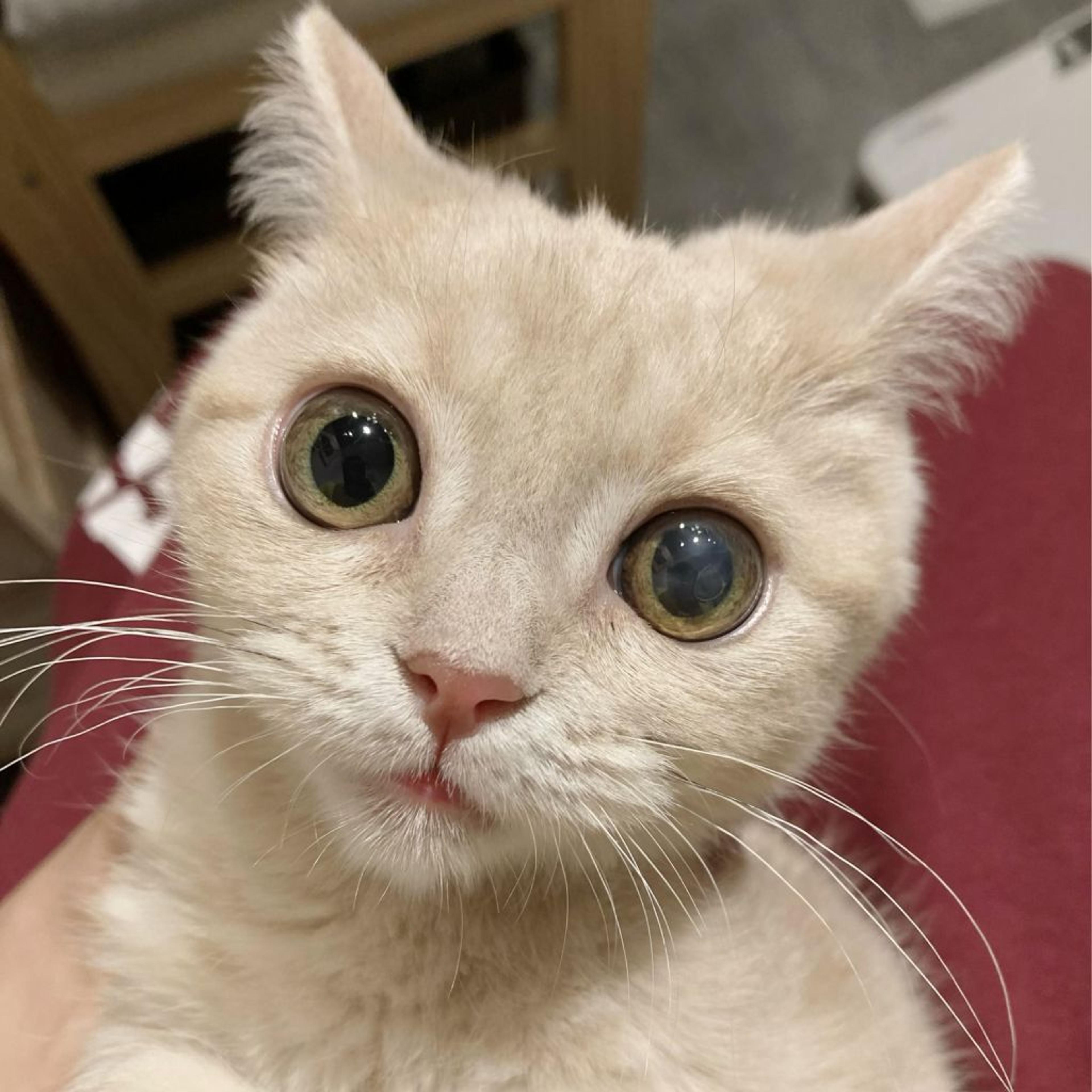 pet-image-9