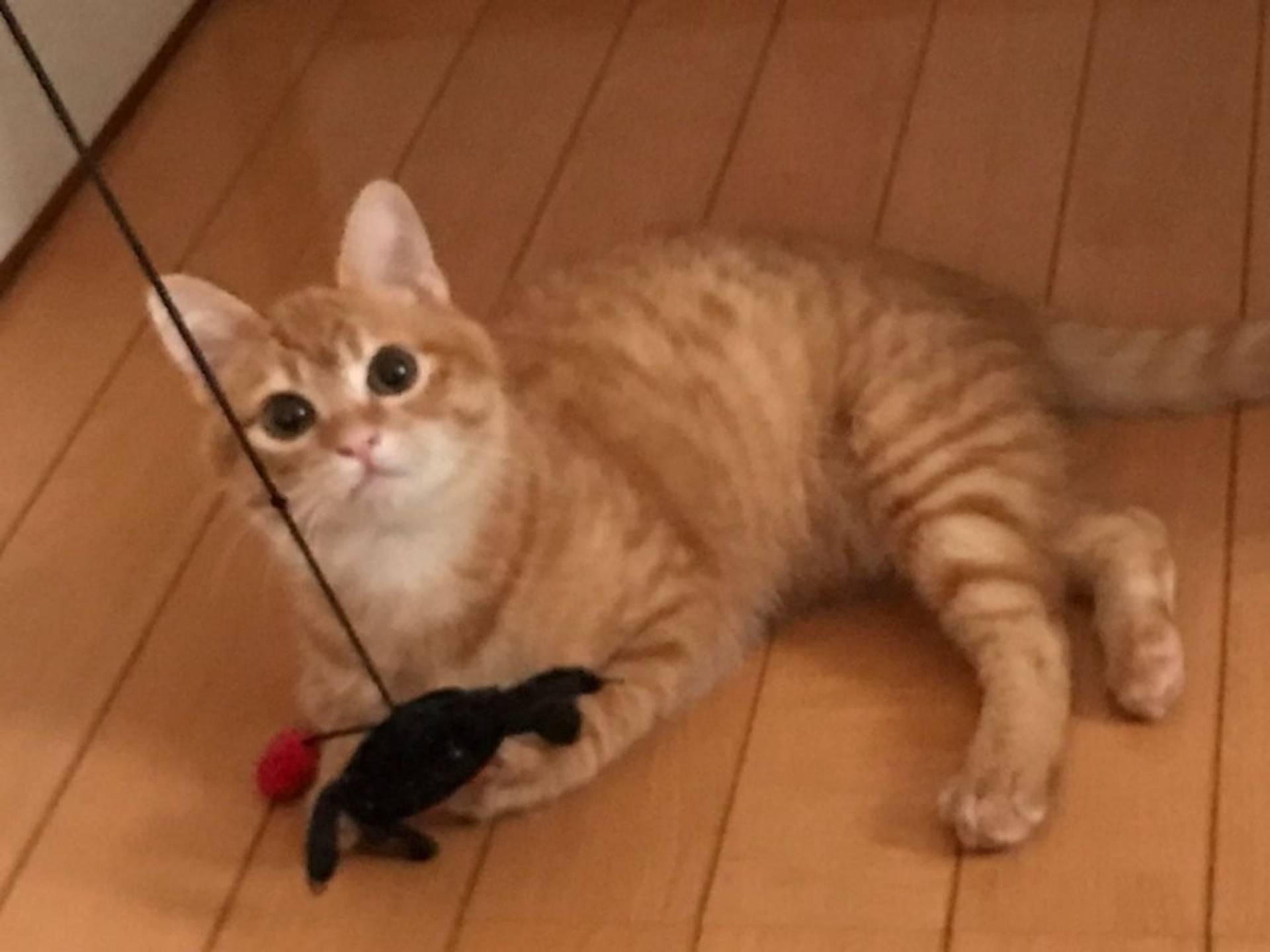 雑種（ミックス猫）・オスの里親募集の写真