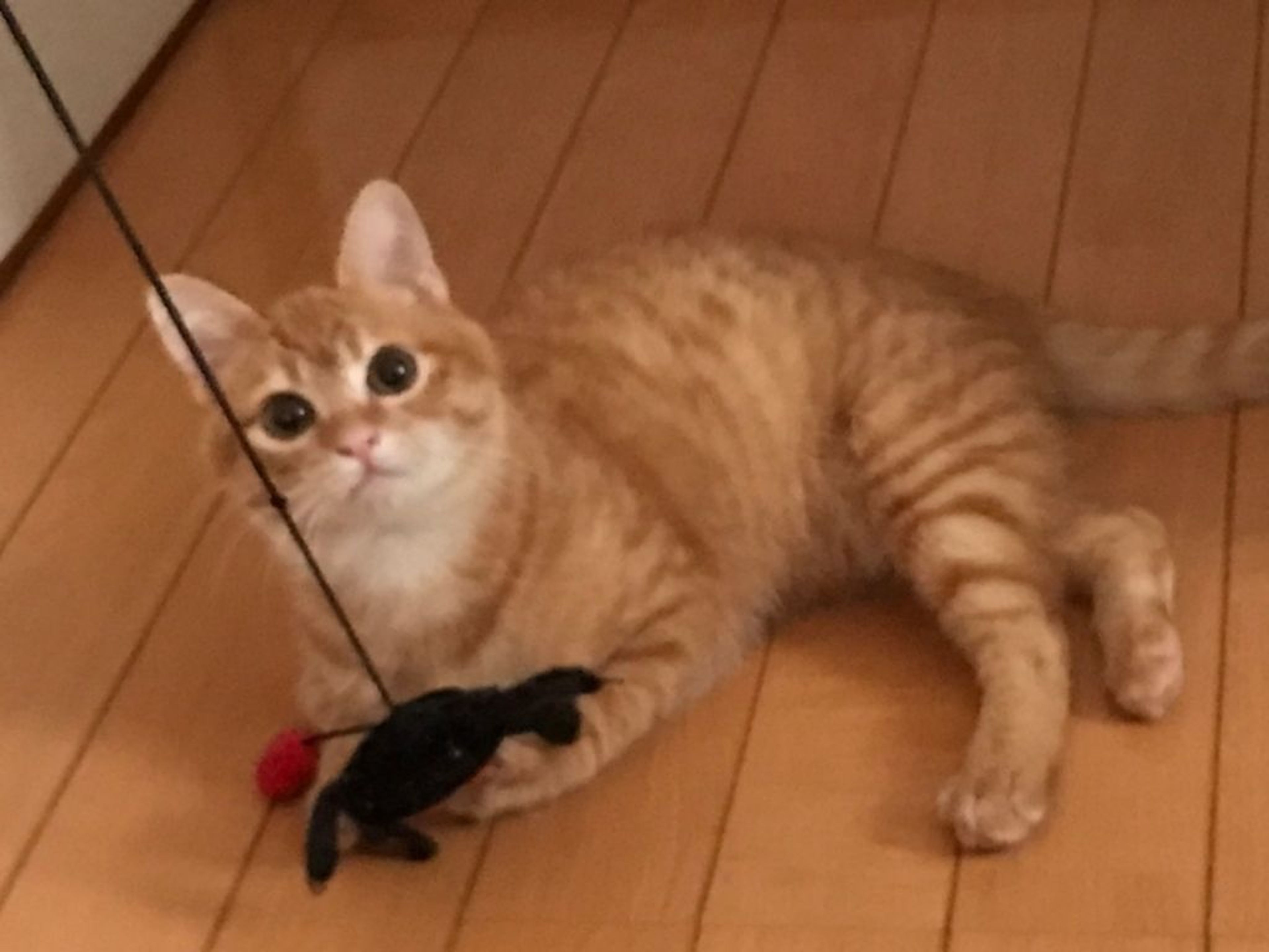 雑種（ミックス猫）・オスの里親募集の写真