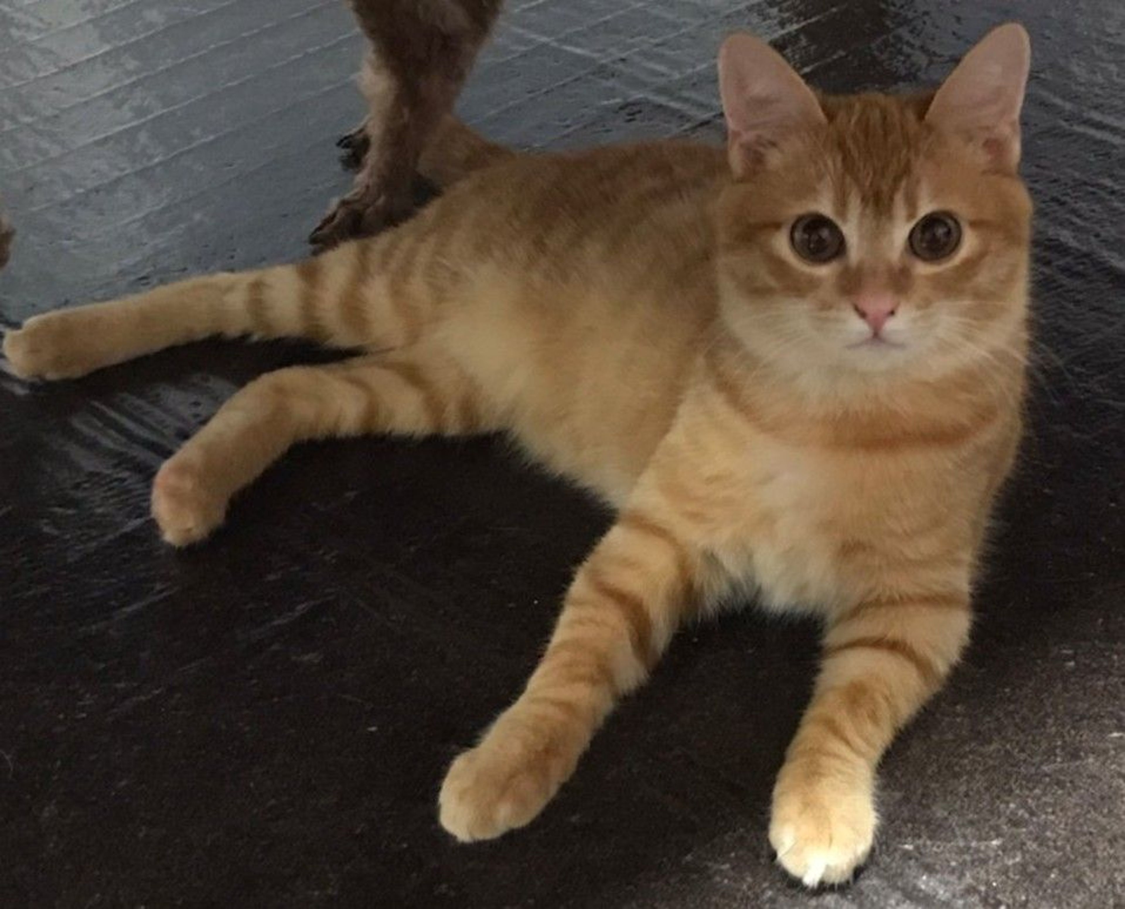 pet-image-2