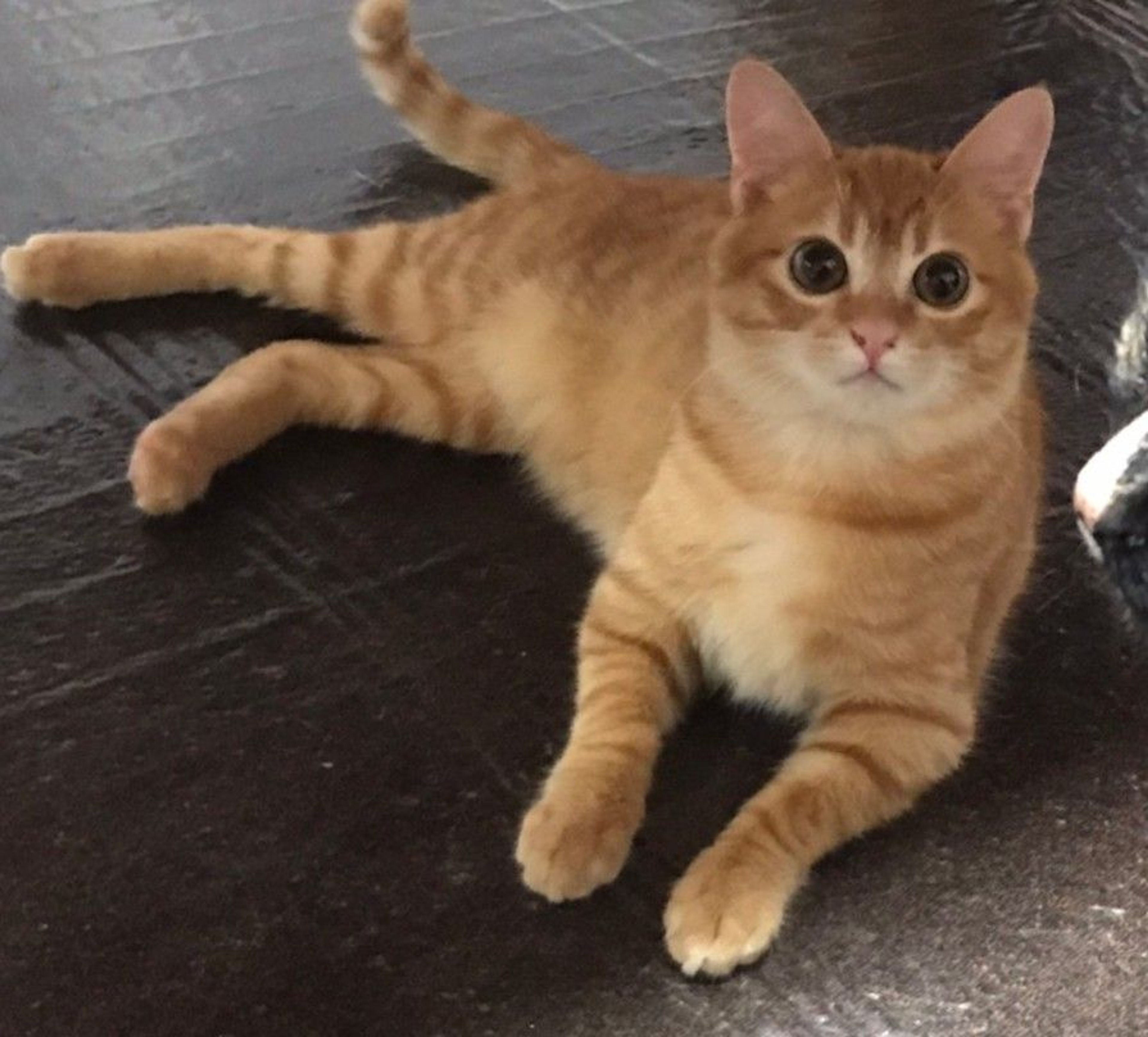 pet-image-3