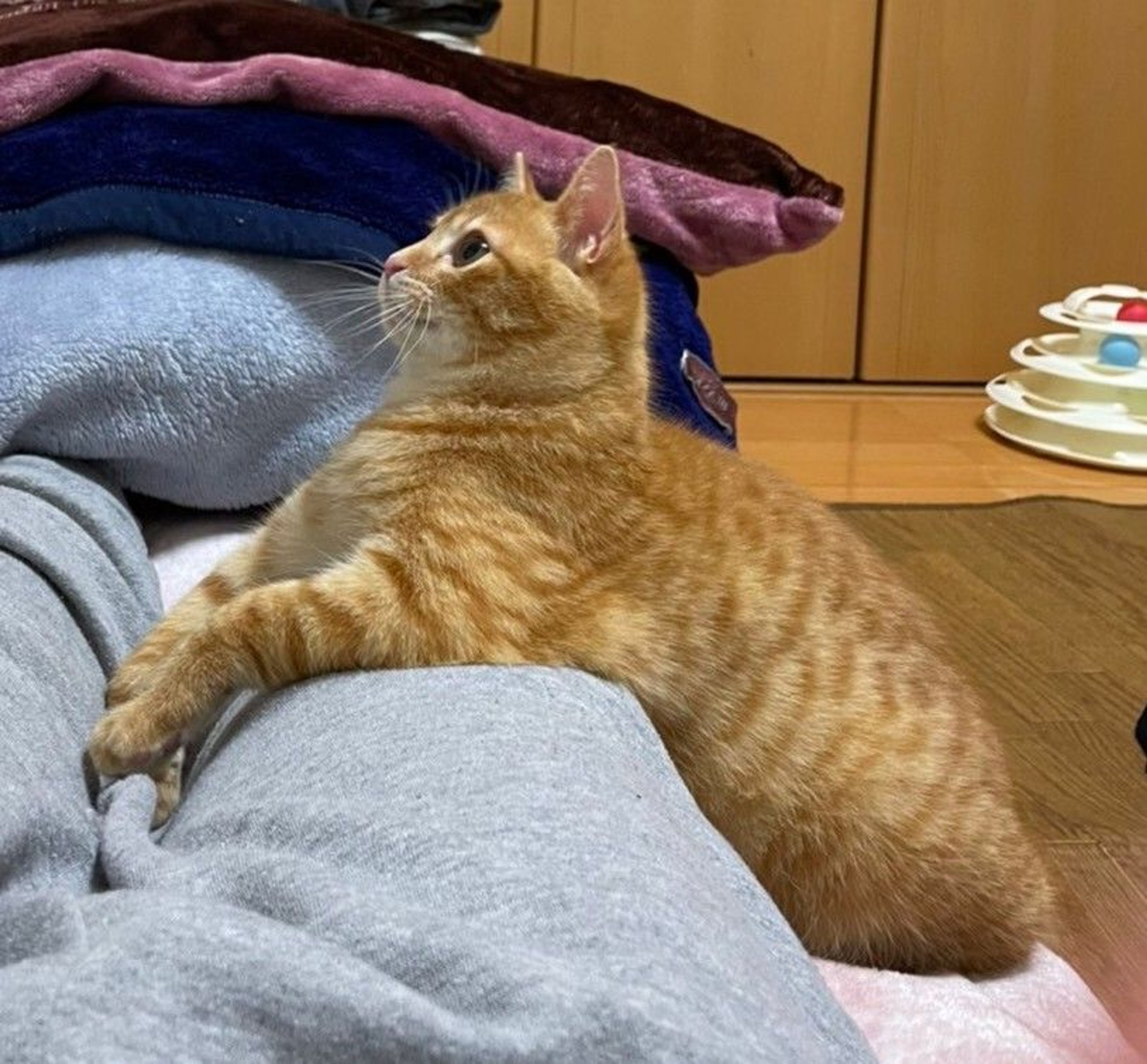 pet-image-4