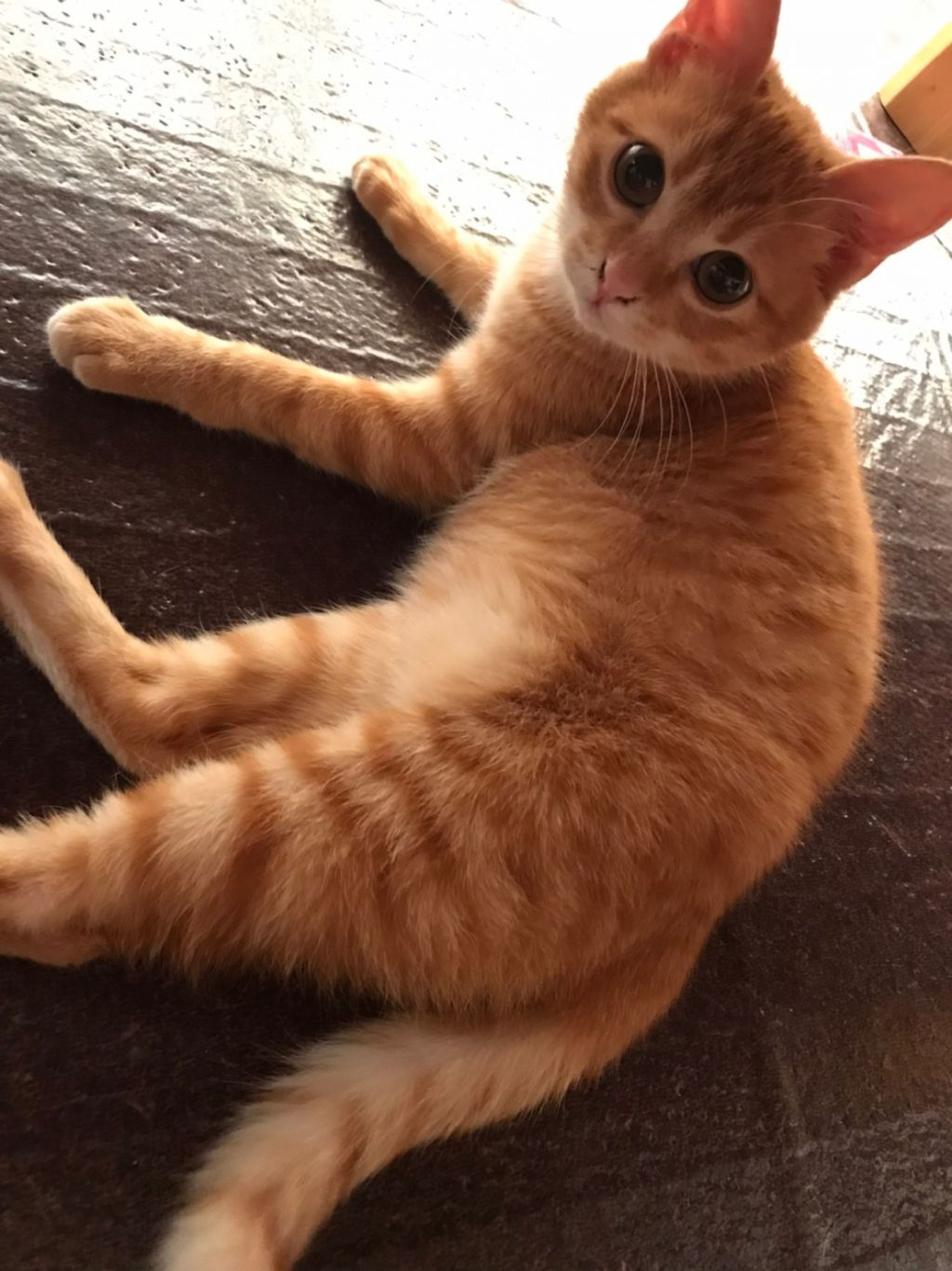 pet-image-5