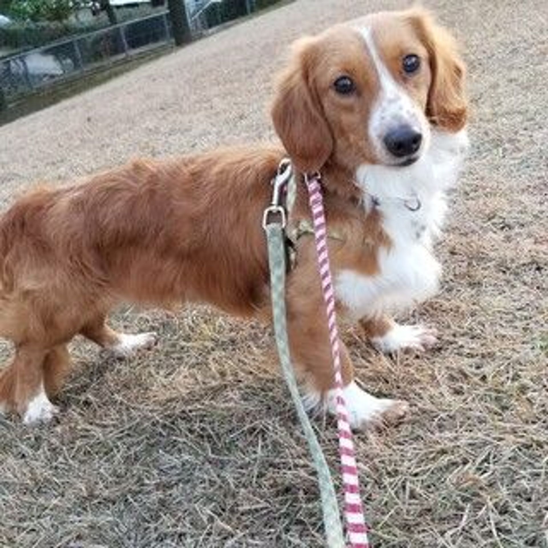 雑種（ミックス犬）・オスの里親募集の写真