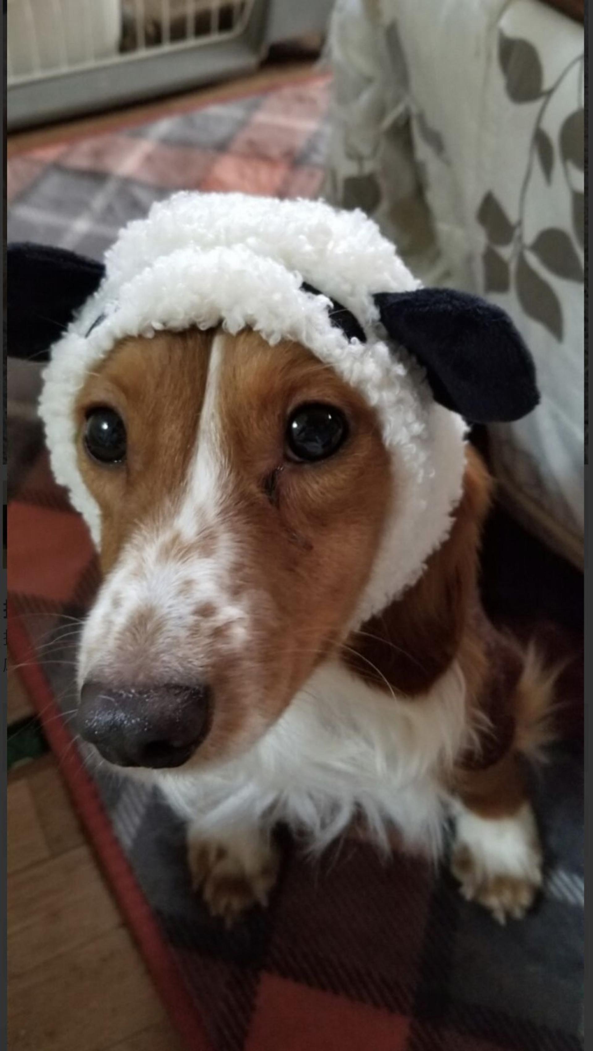 pet-image-3