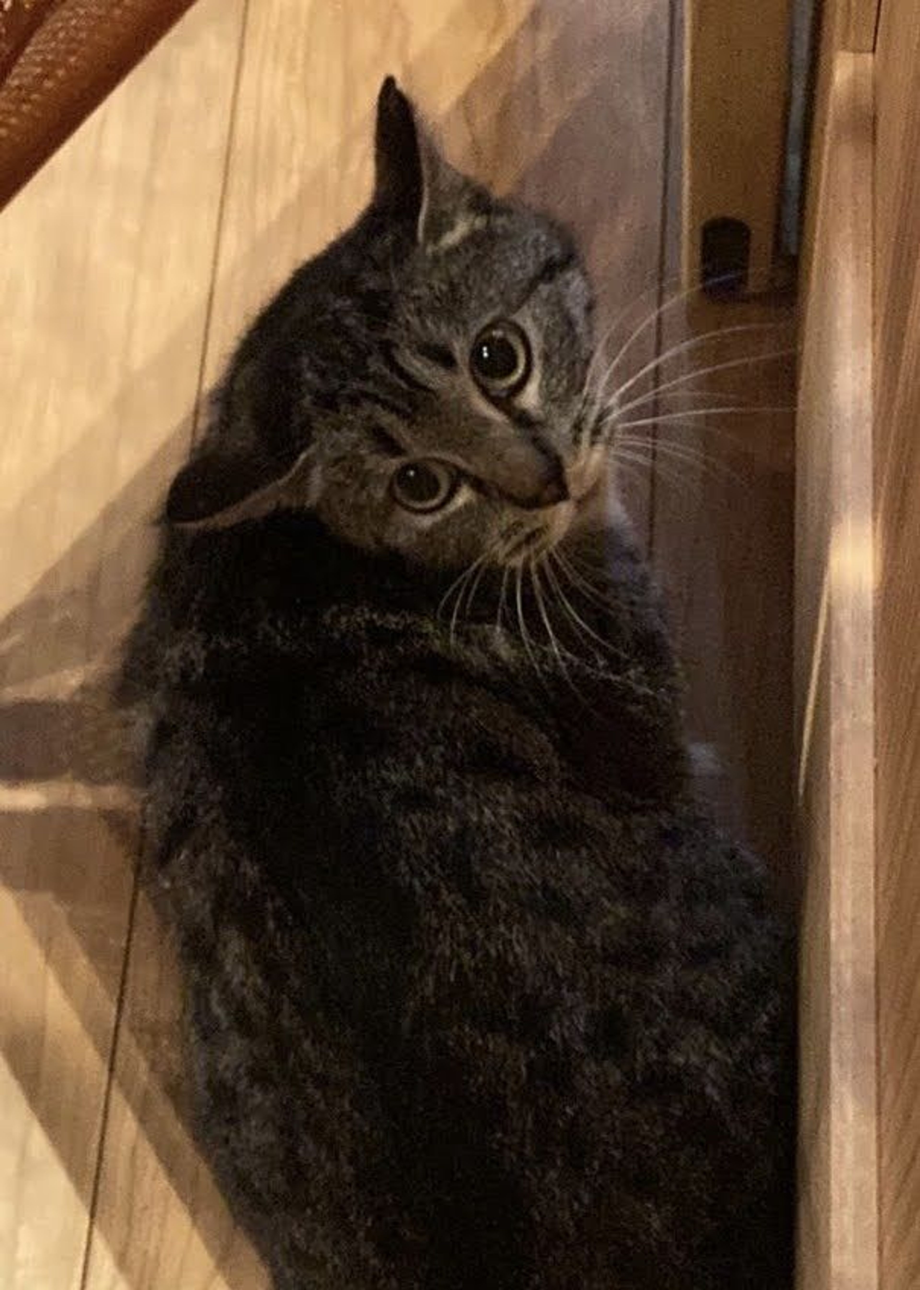 pet-image-3