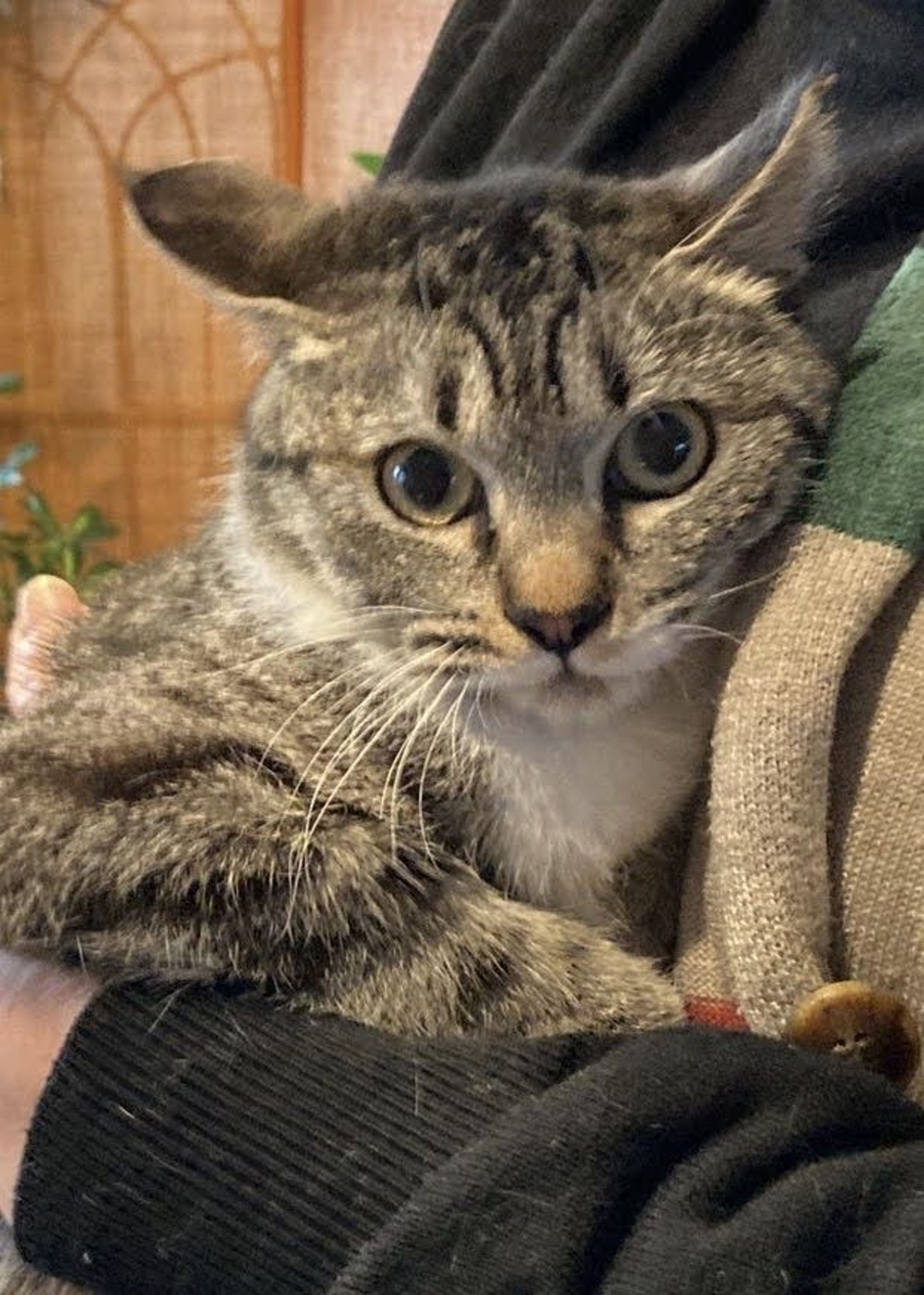 pet-image-8