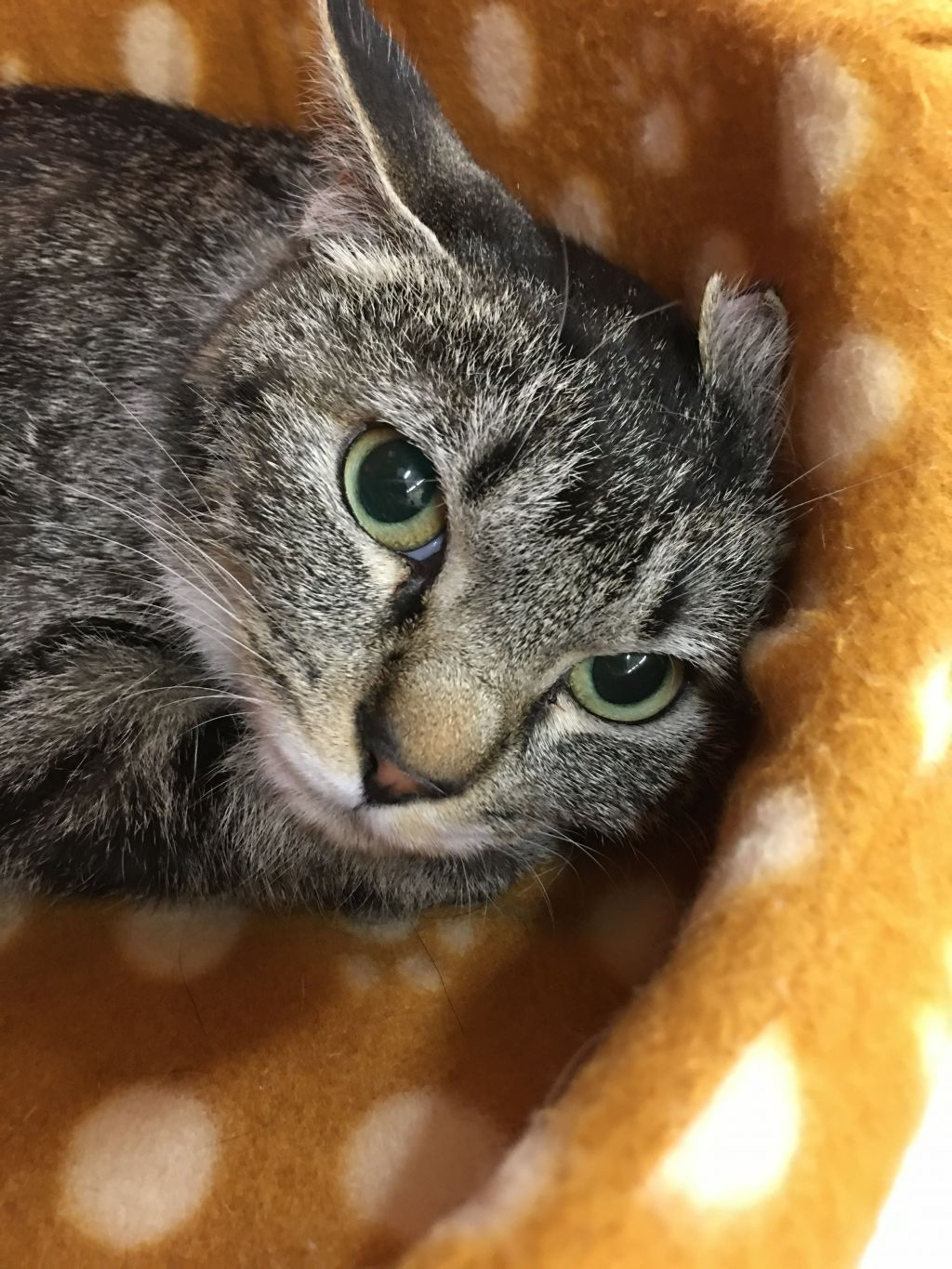 雑種（ミックス猫）・メスの里親募集の写真