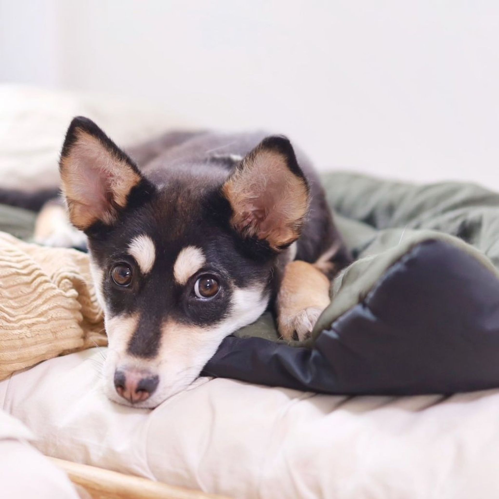 雑種（ミックス犬）・メスの里親募集の写真