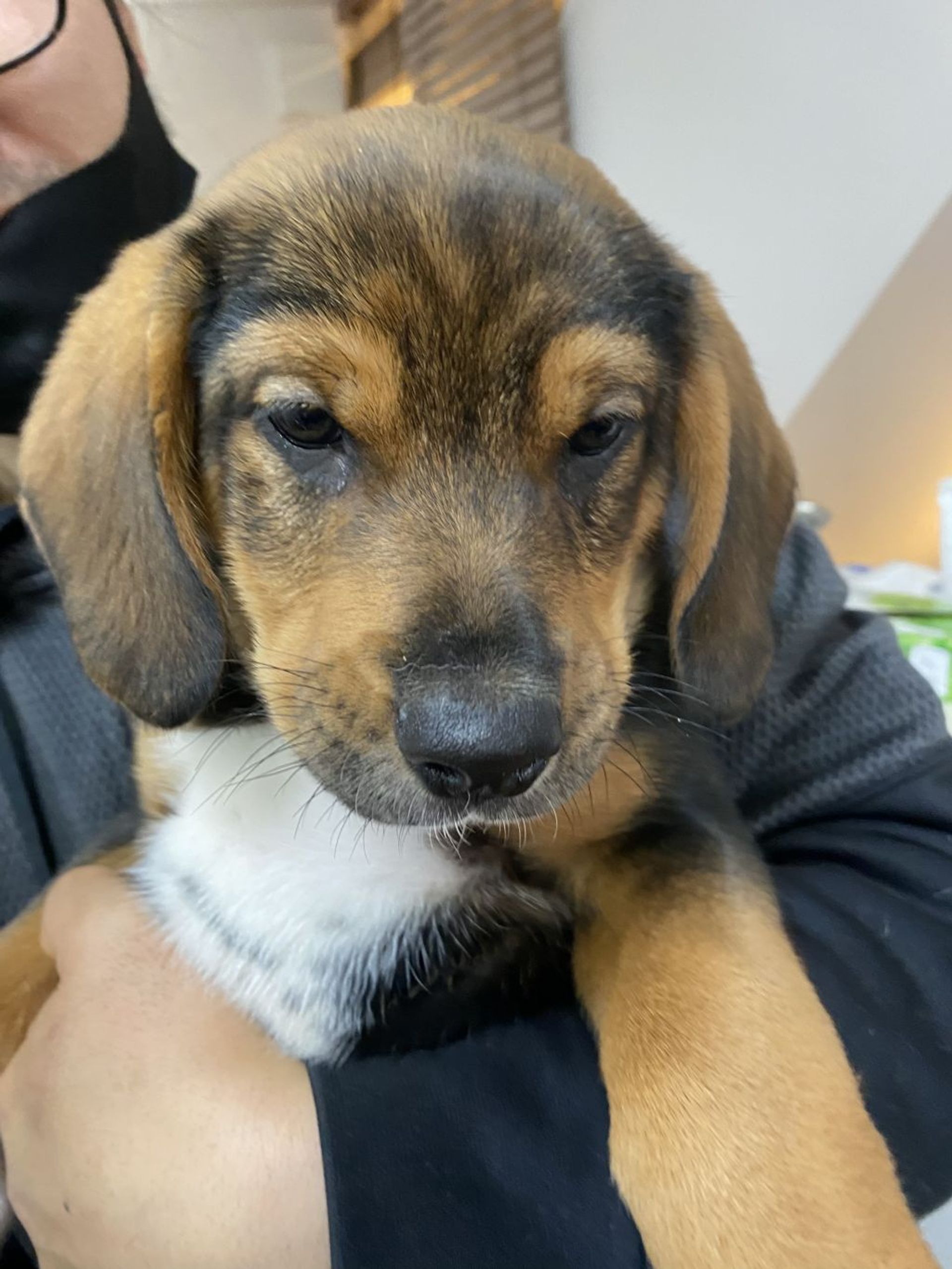 雑種（ミックス犬）・オスの里親募集の写真