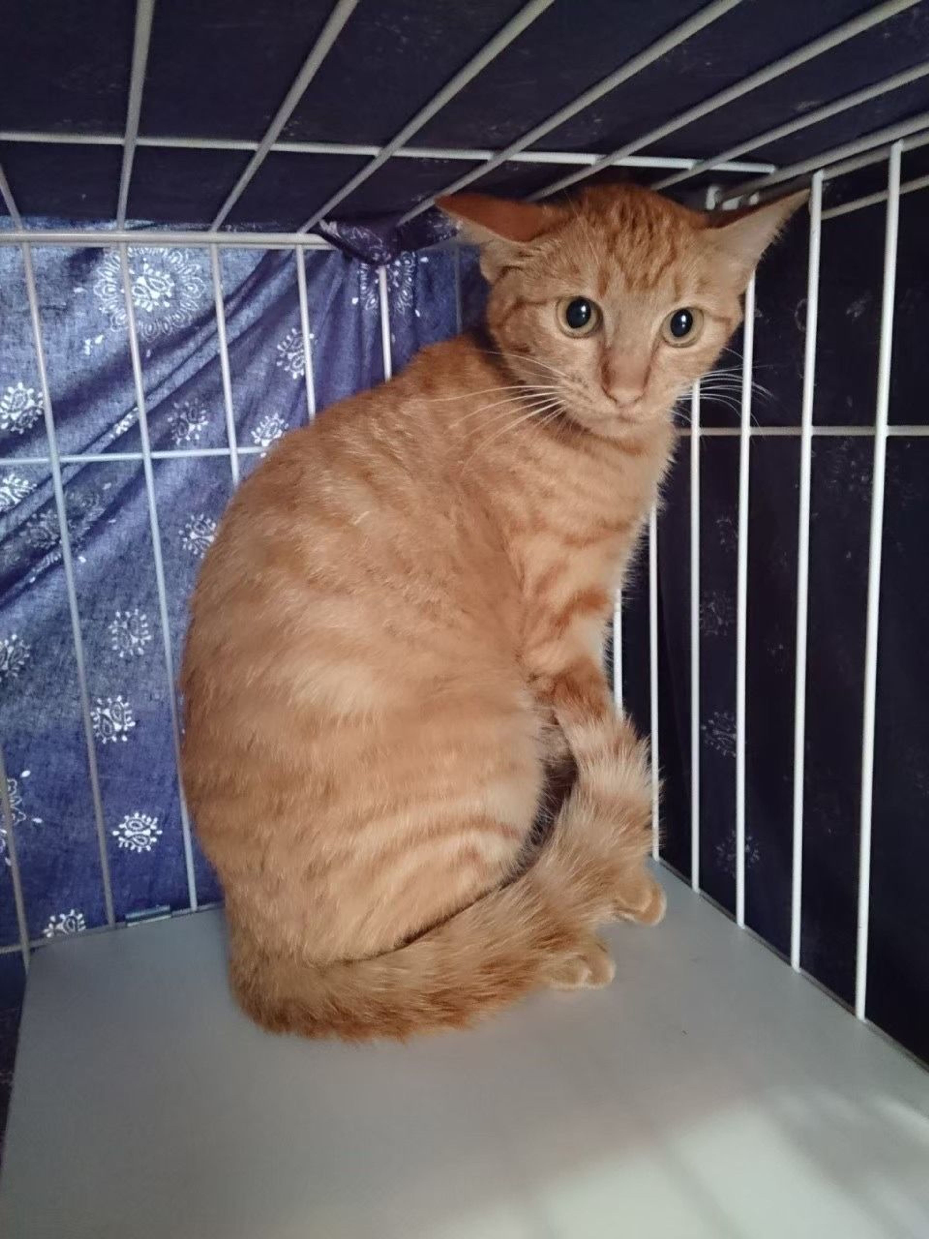 雑種（ミックス猫）・メスの里親募集の写真