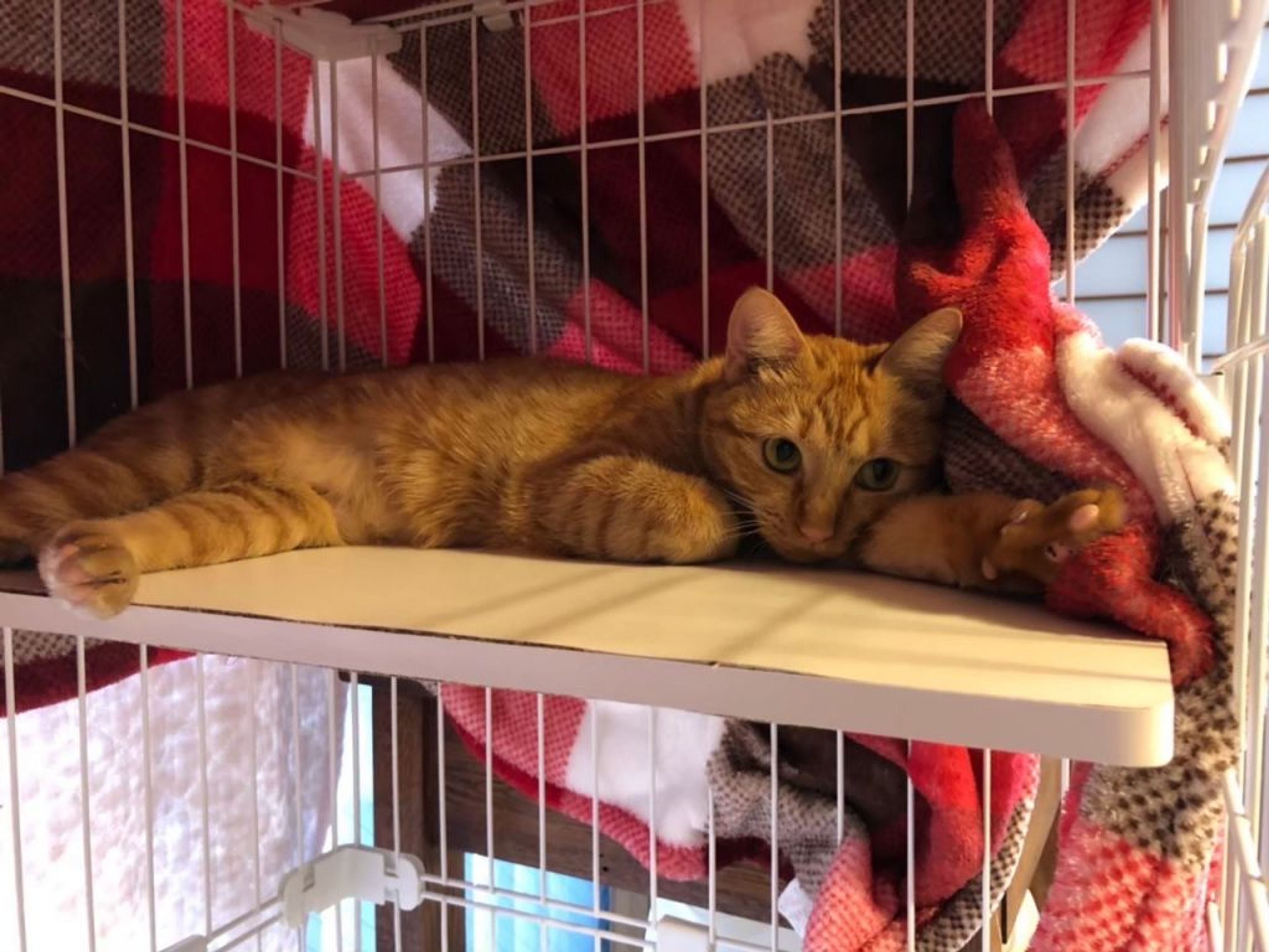 pet-image-3