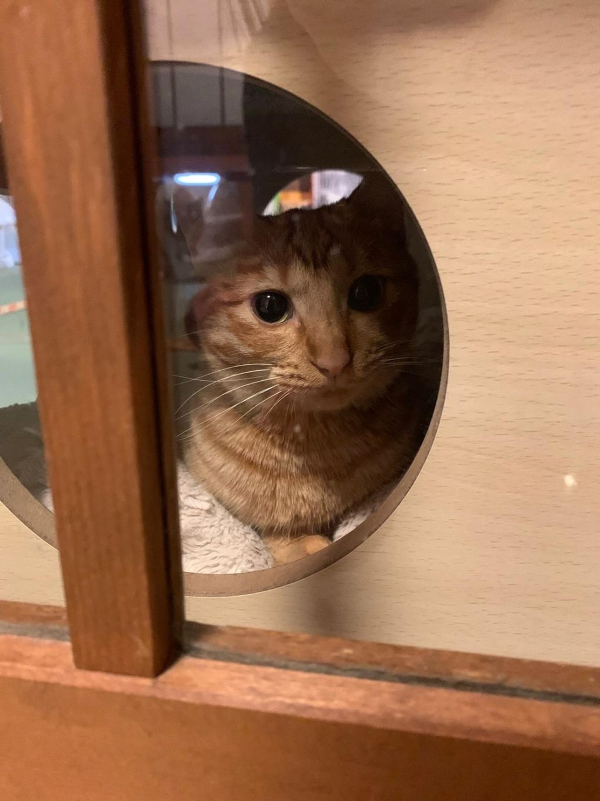 pet-image-4