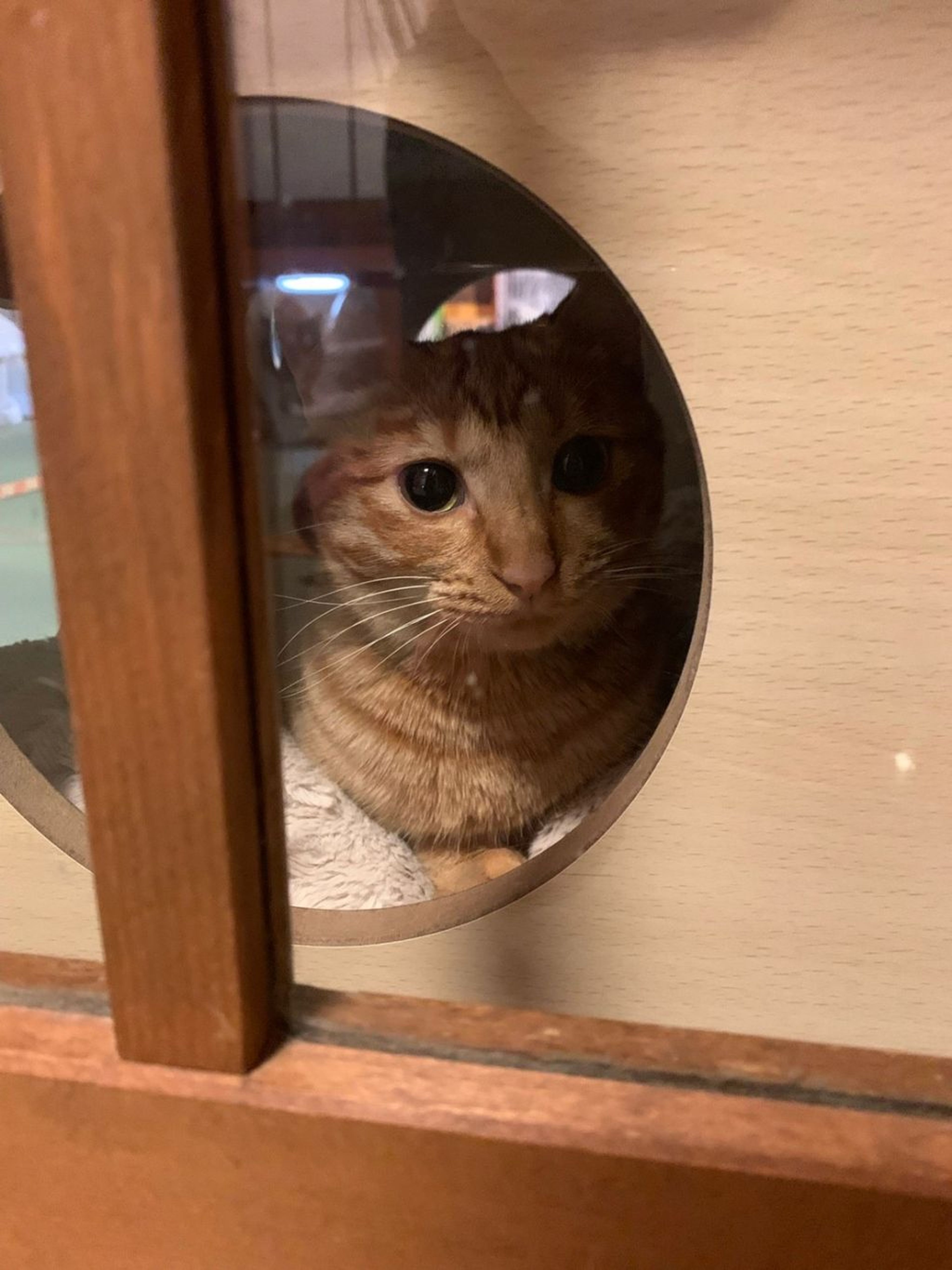 pet-image-4