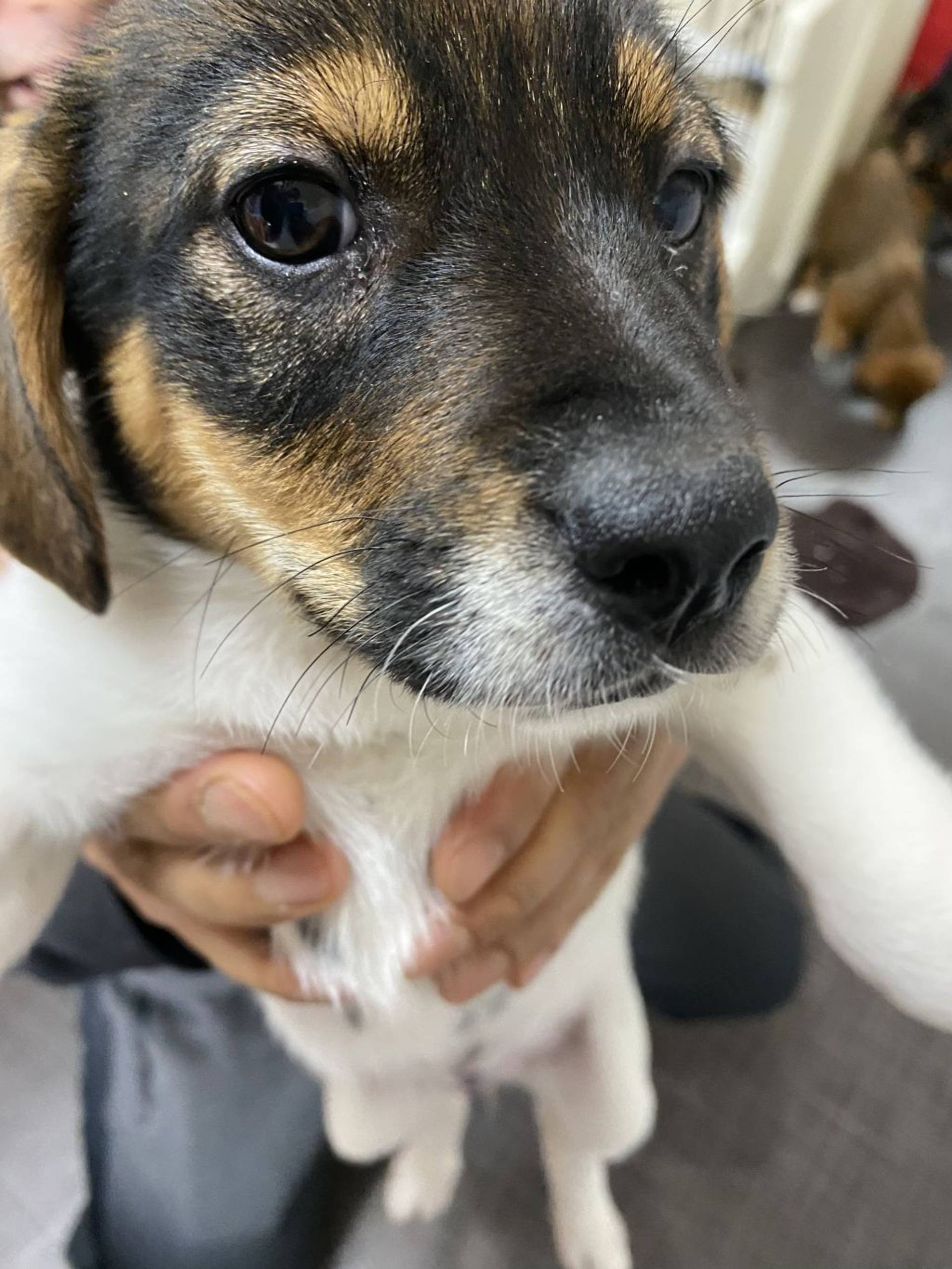 雑種（ミックス犬）・メスの里親募集の写真
