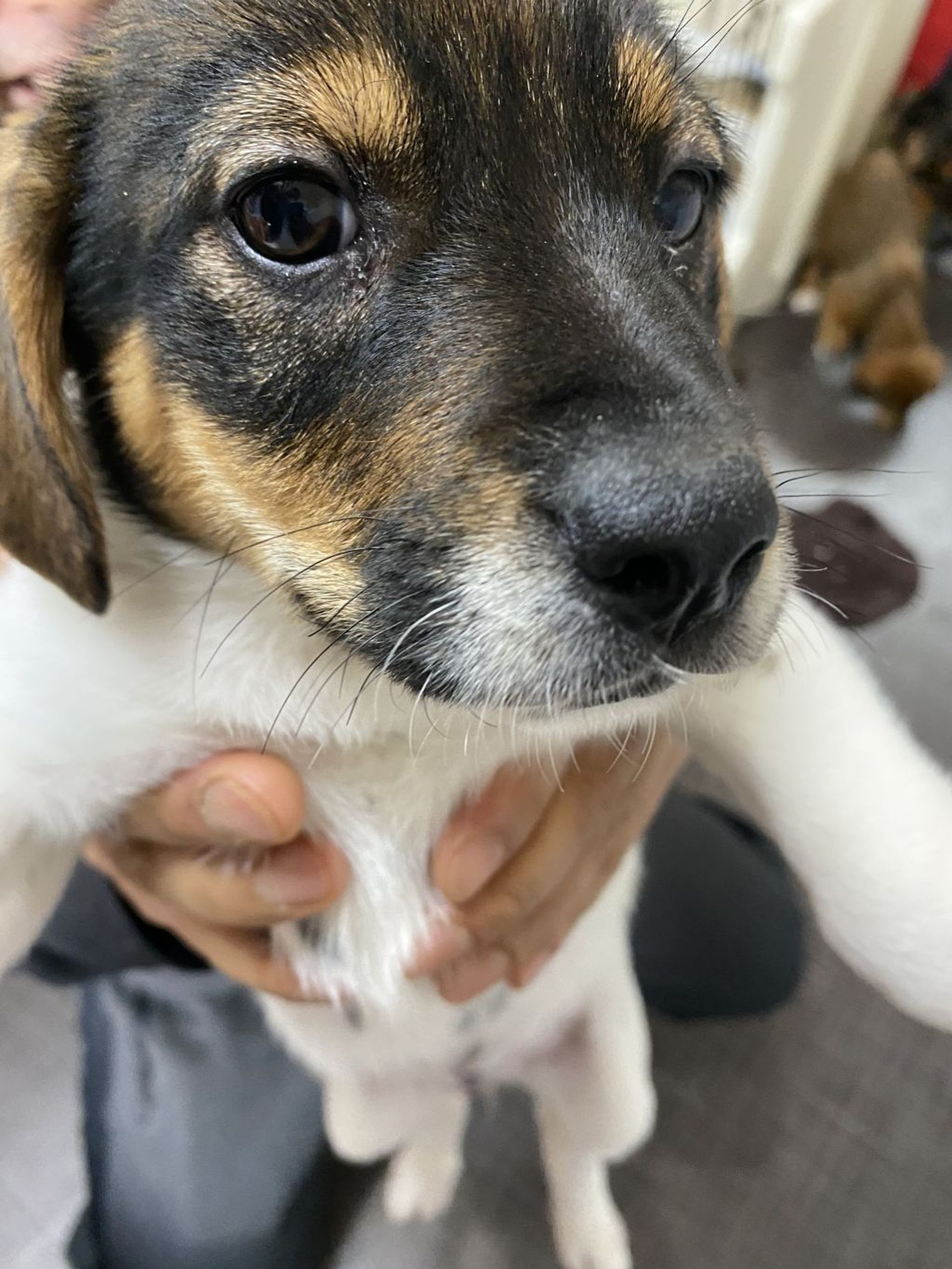 雑種（ミックス犬）・メスの里親募集の写真