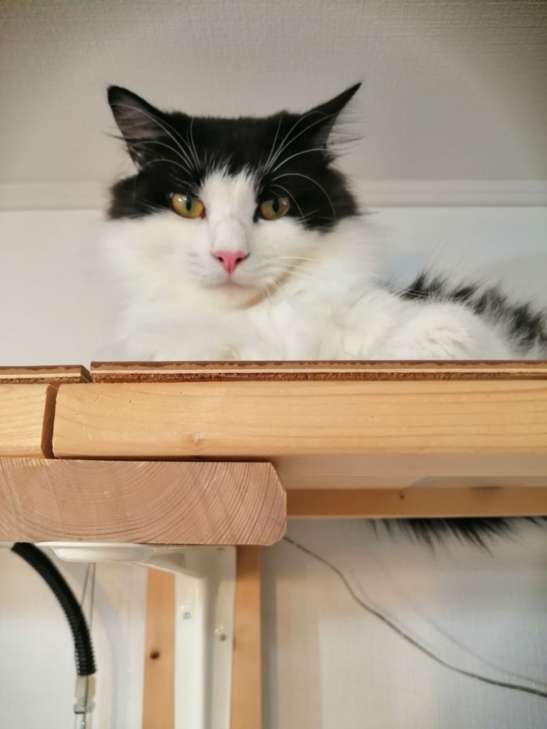 雑種（ミックス猫）・オスの里親募集の写真
