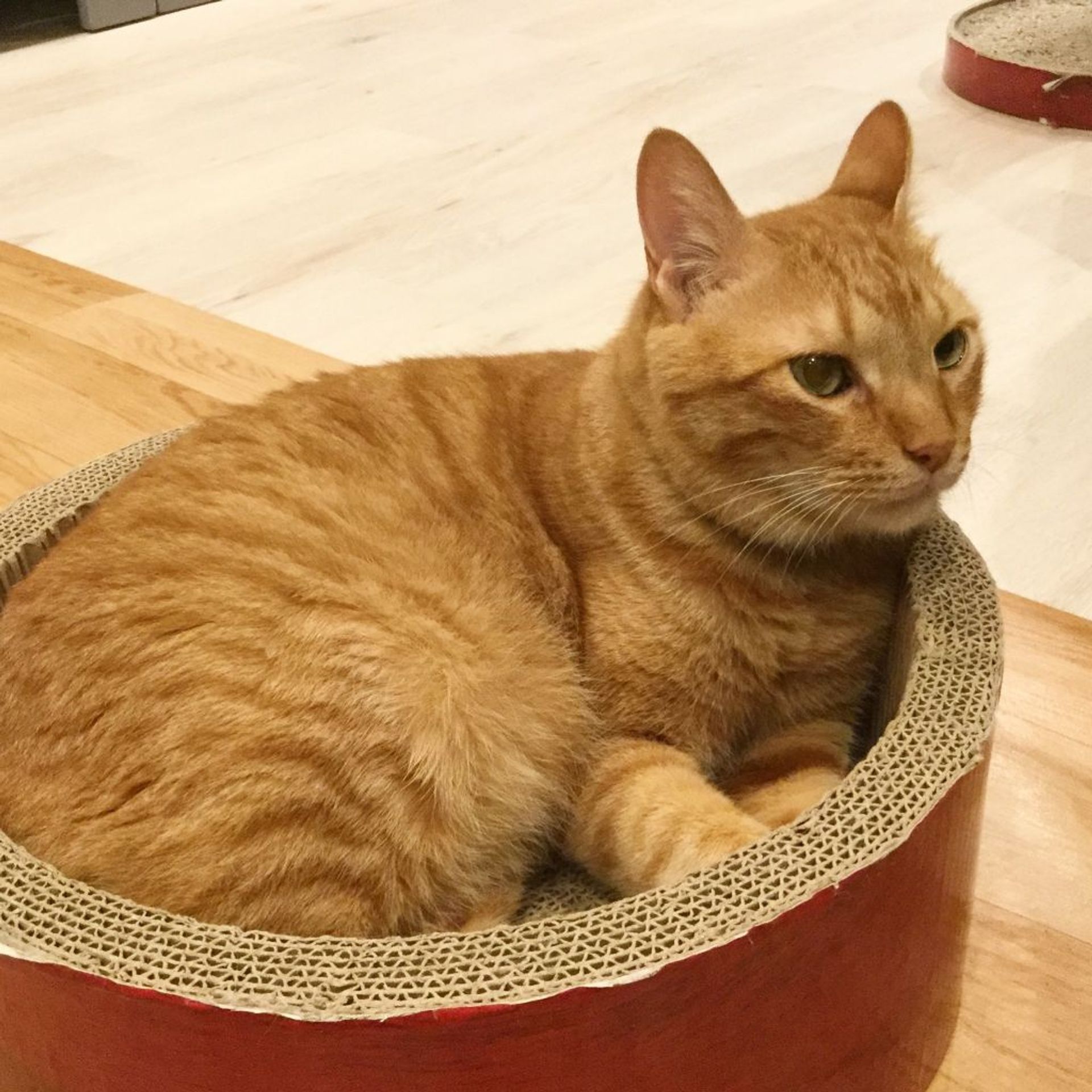 雑種（ミックス猫）・オスの里親募集の写真