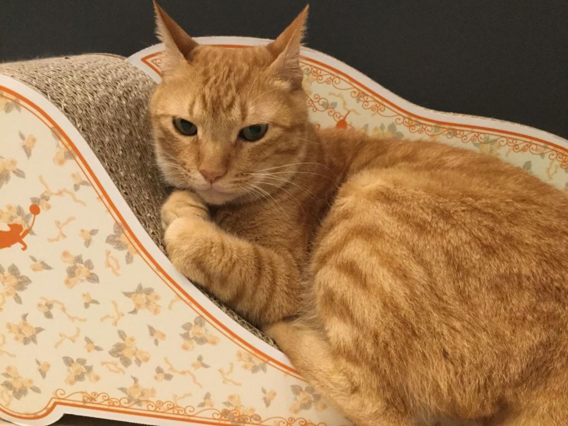 pet-image-3