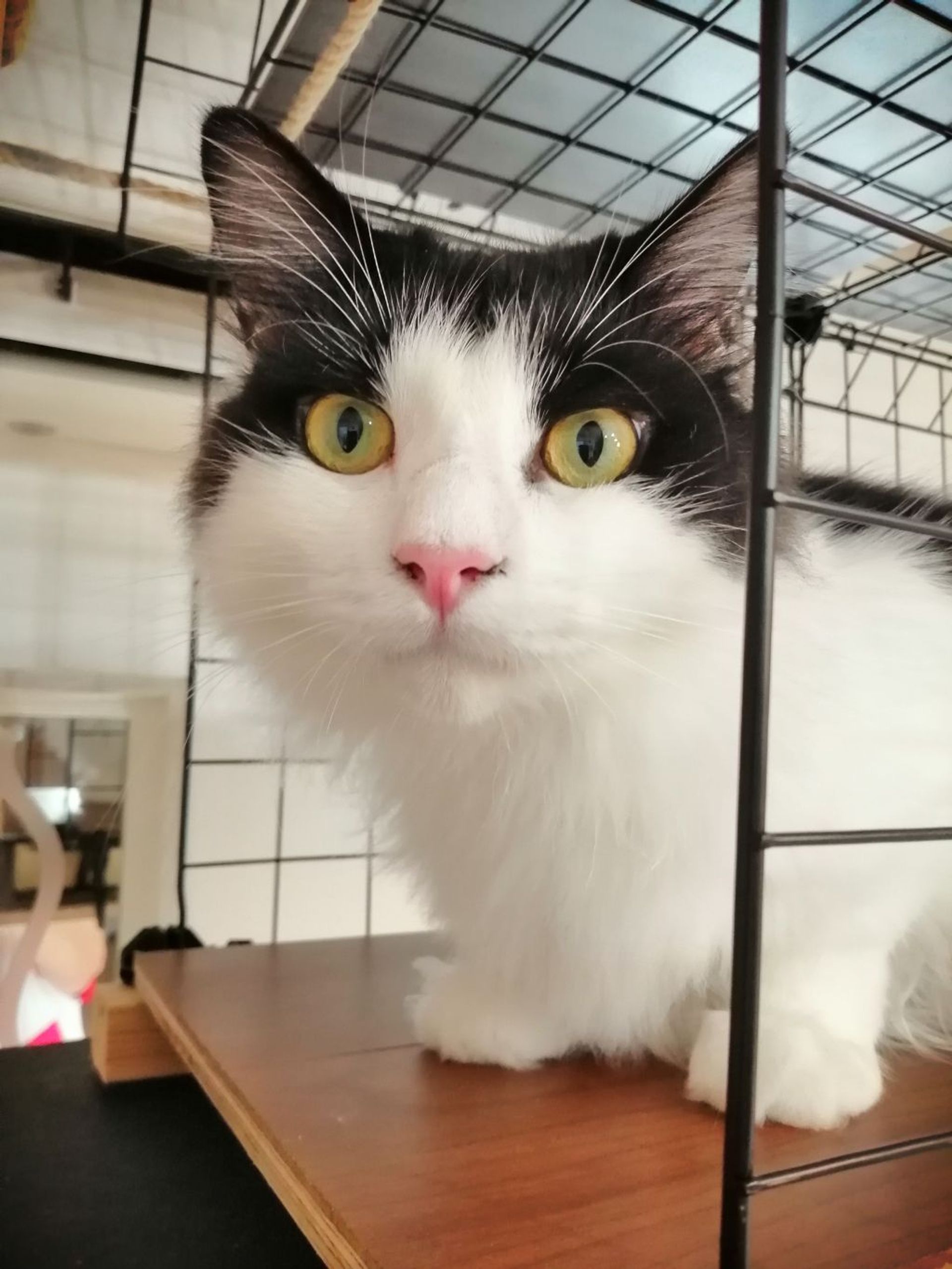 雑種（ミックス猫）・オスの里親募集の写真
