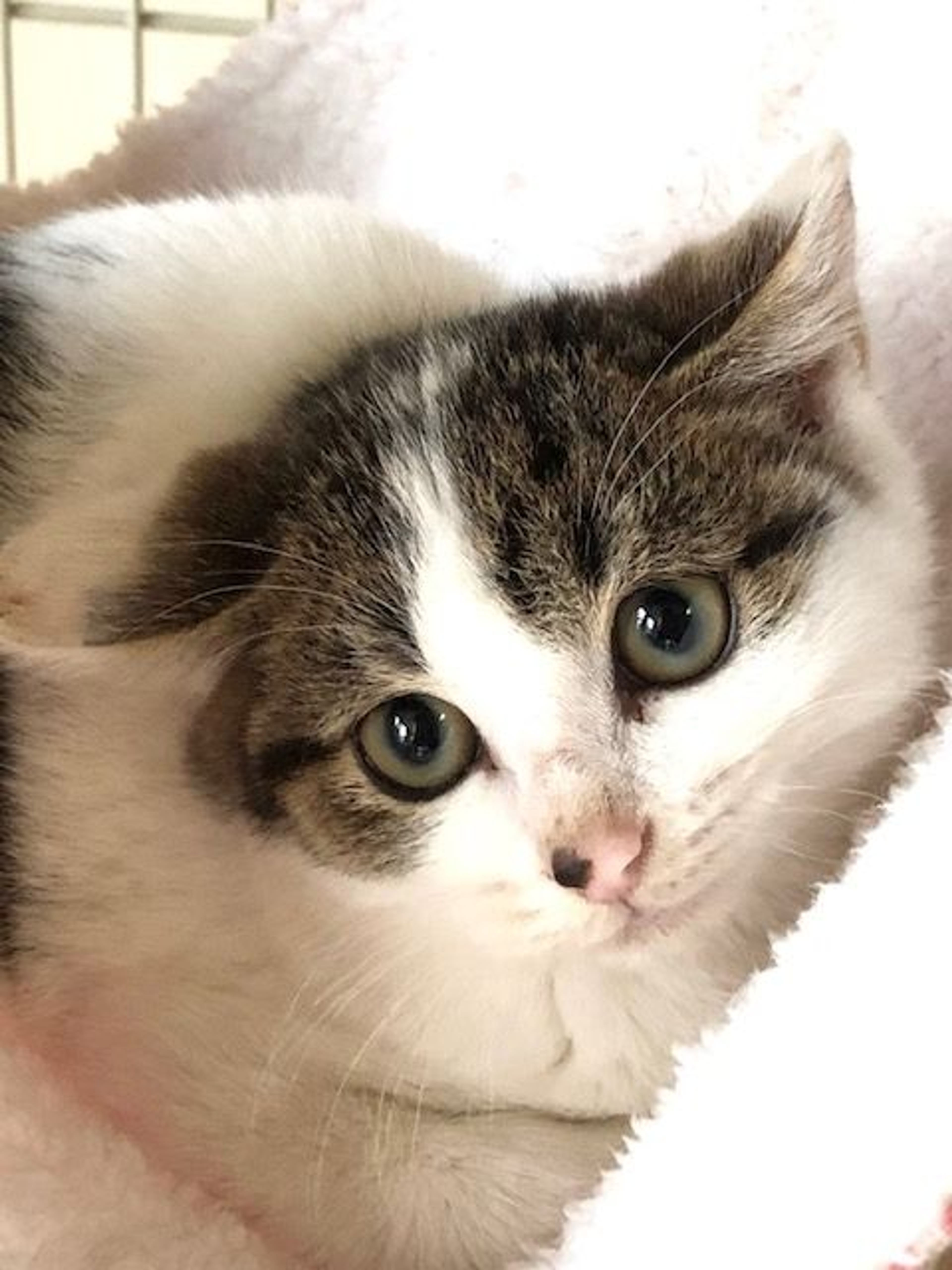 pet-image-2
