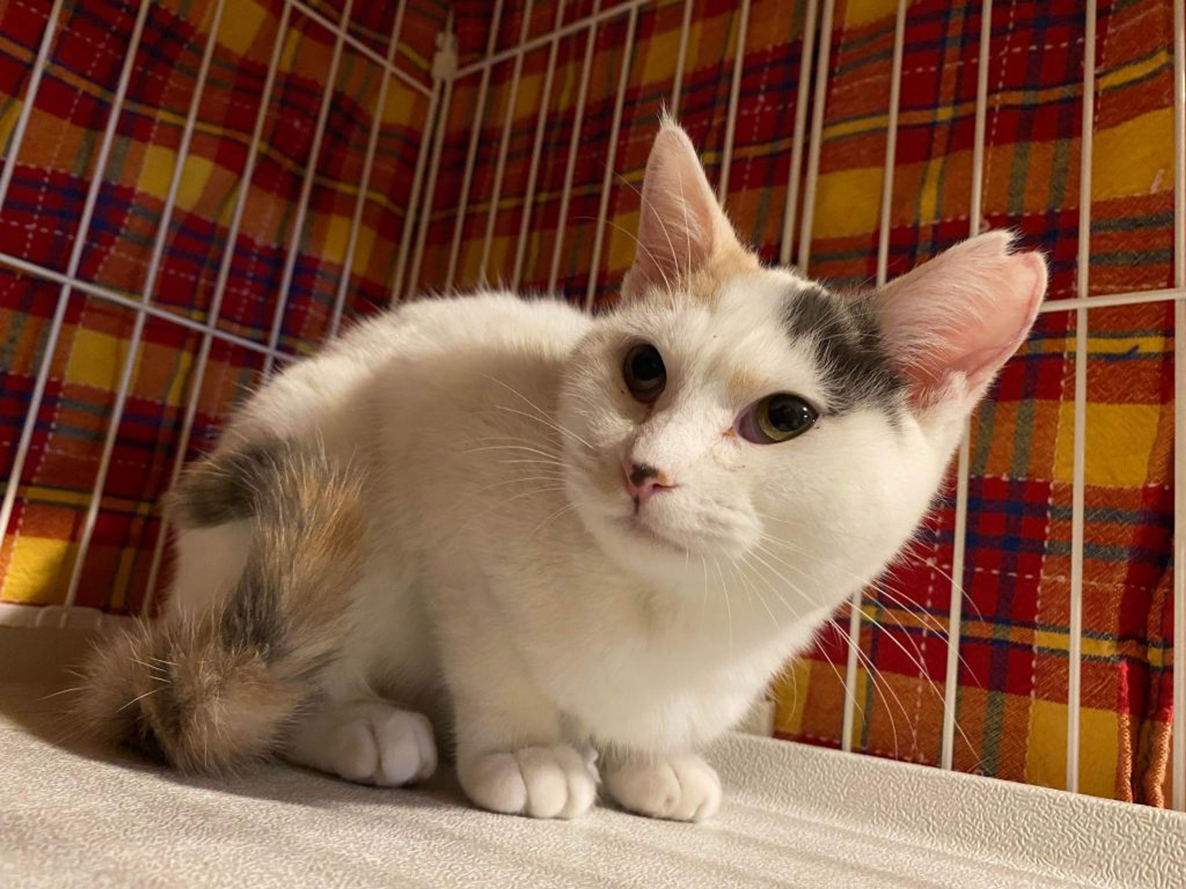 雑種（ミックス猫）・メスの里親募集の写真