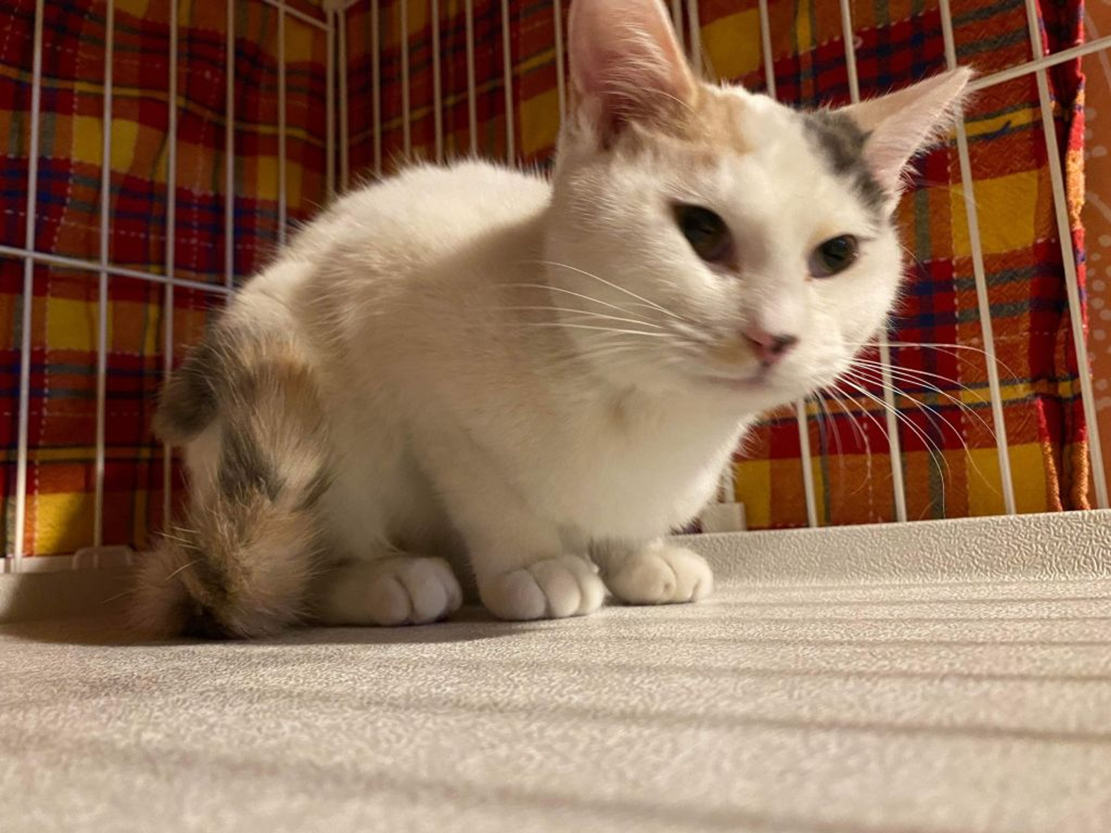 pet-image-2