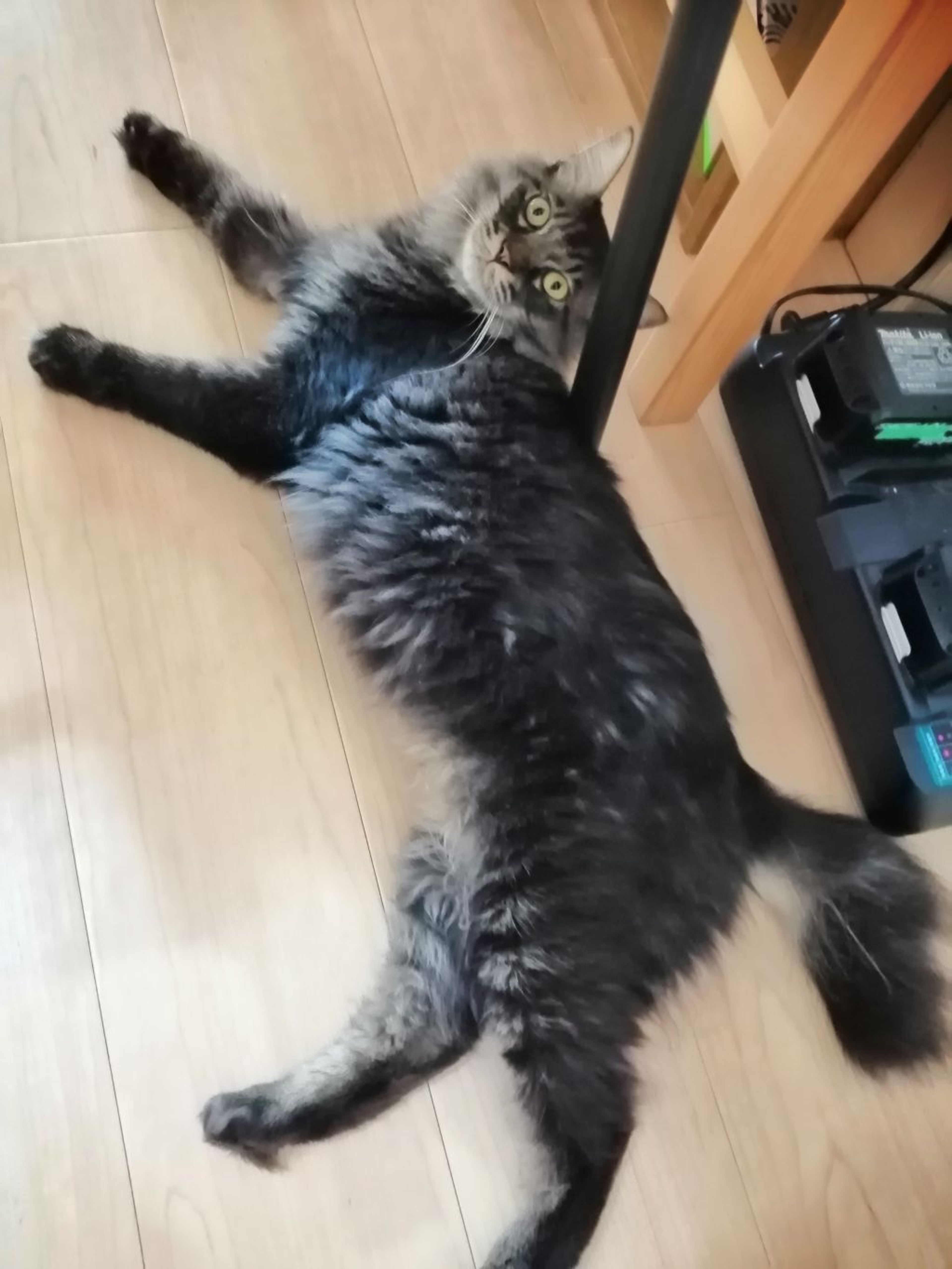 雑種（ミックス猫）・オスの里親募集の写真