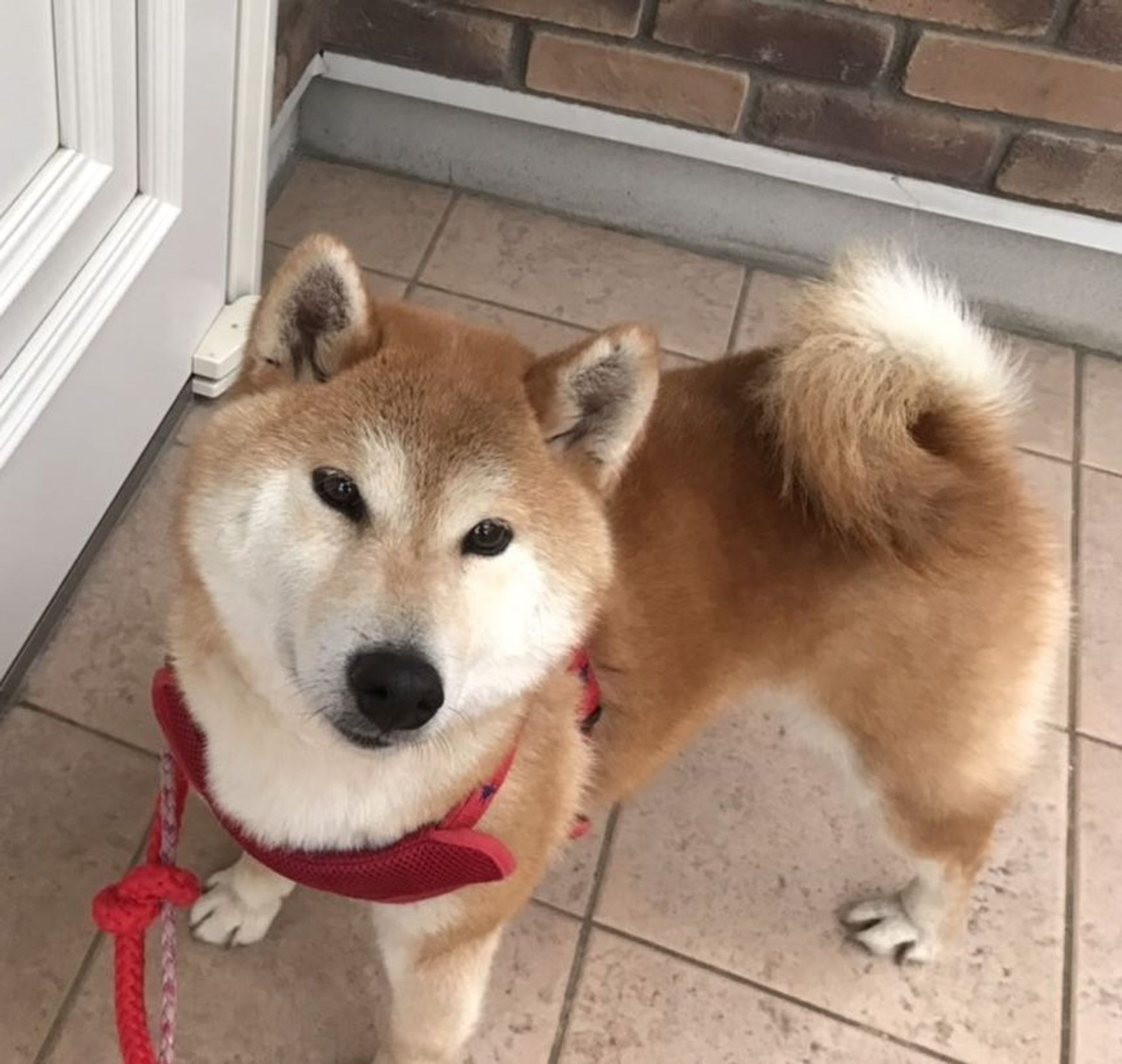 柴犬・オスの里親募集の写真