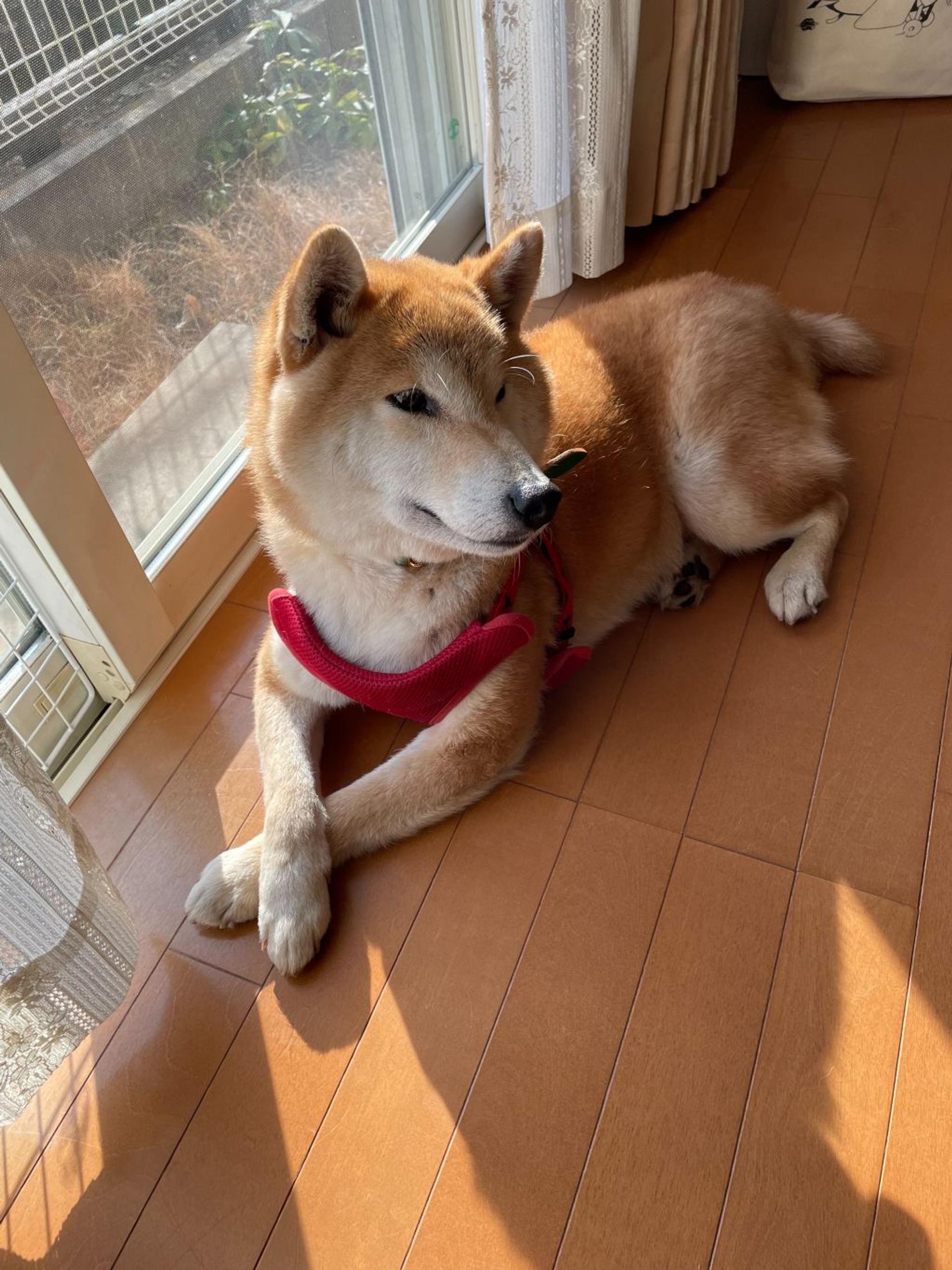 pet-image-2