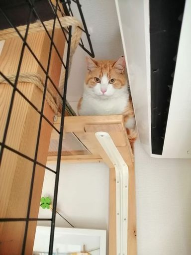 マイケルの写真
