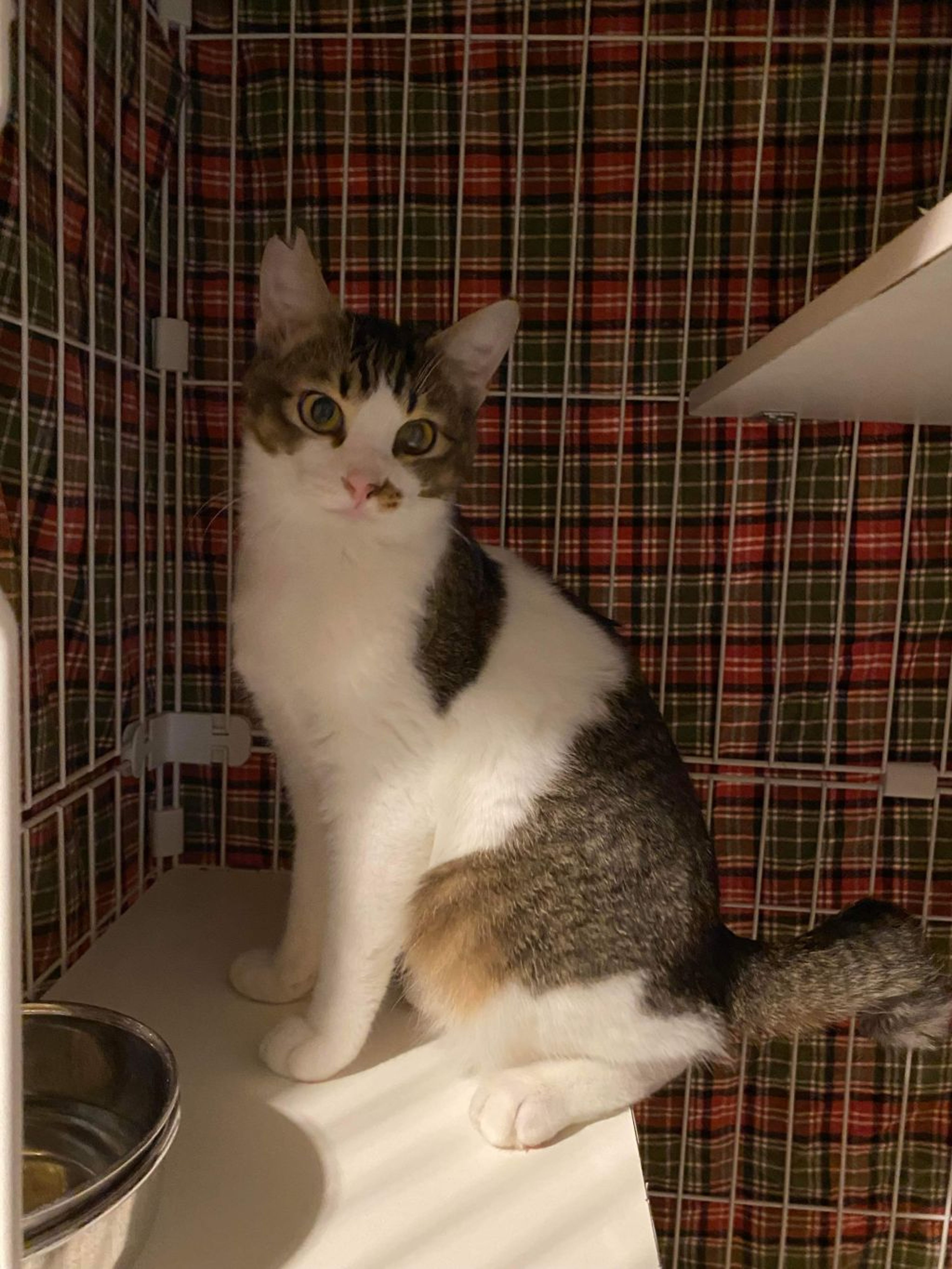 pet-image-2