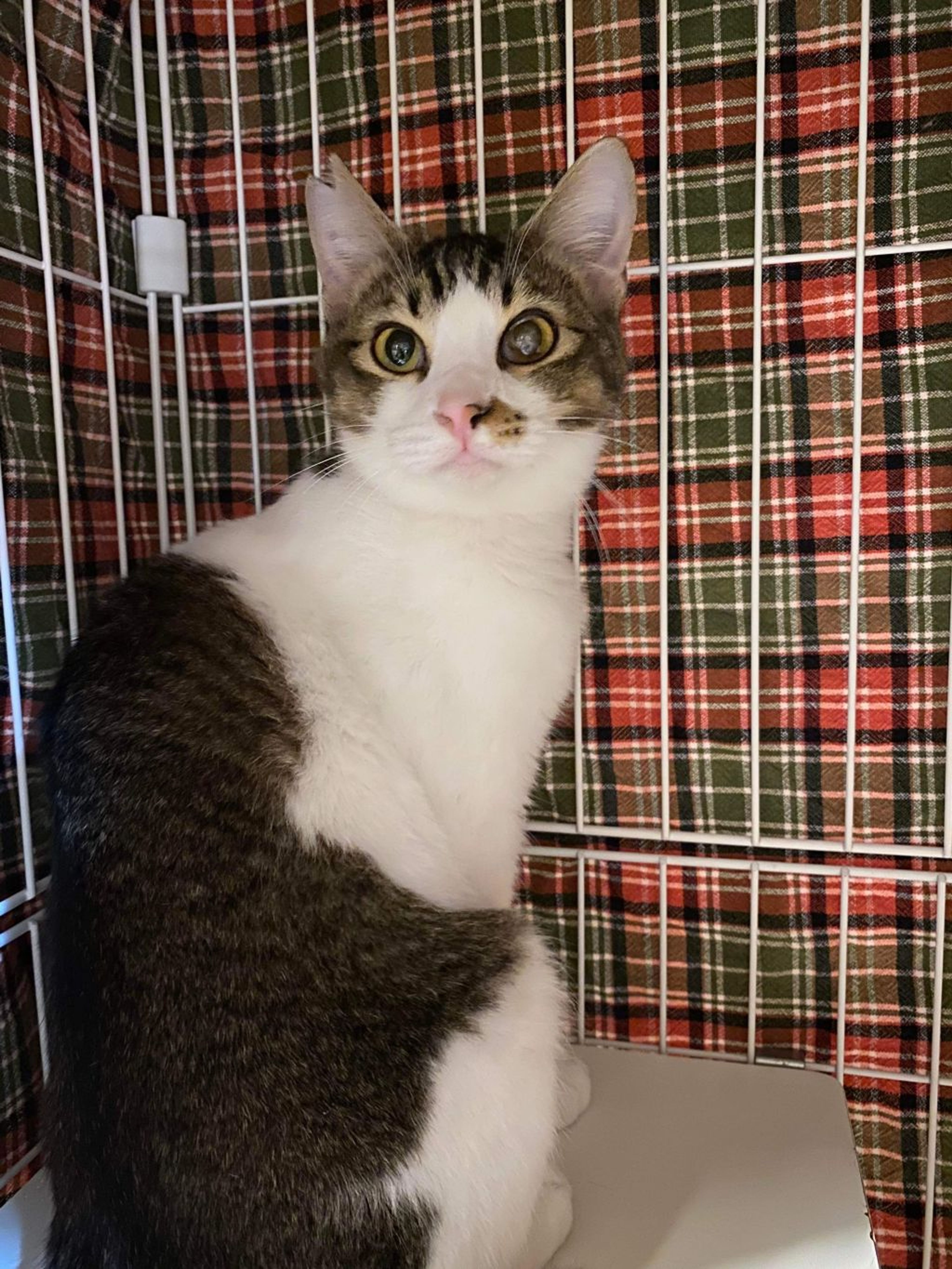 pet-image-3