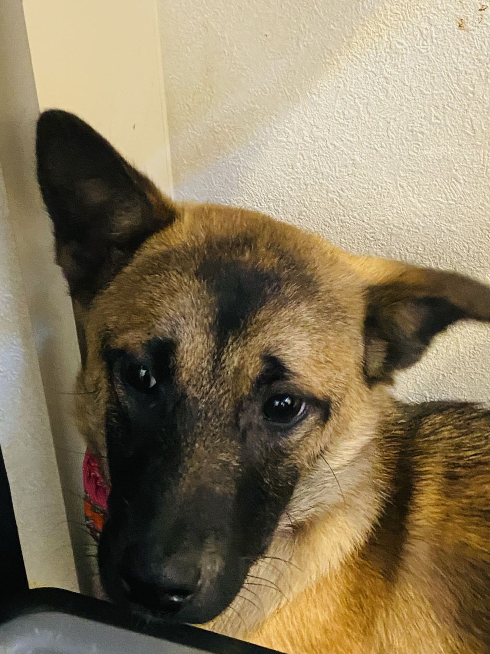 雑種（ミックス犬）・メスの里親募集の写真