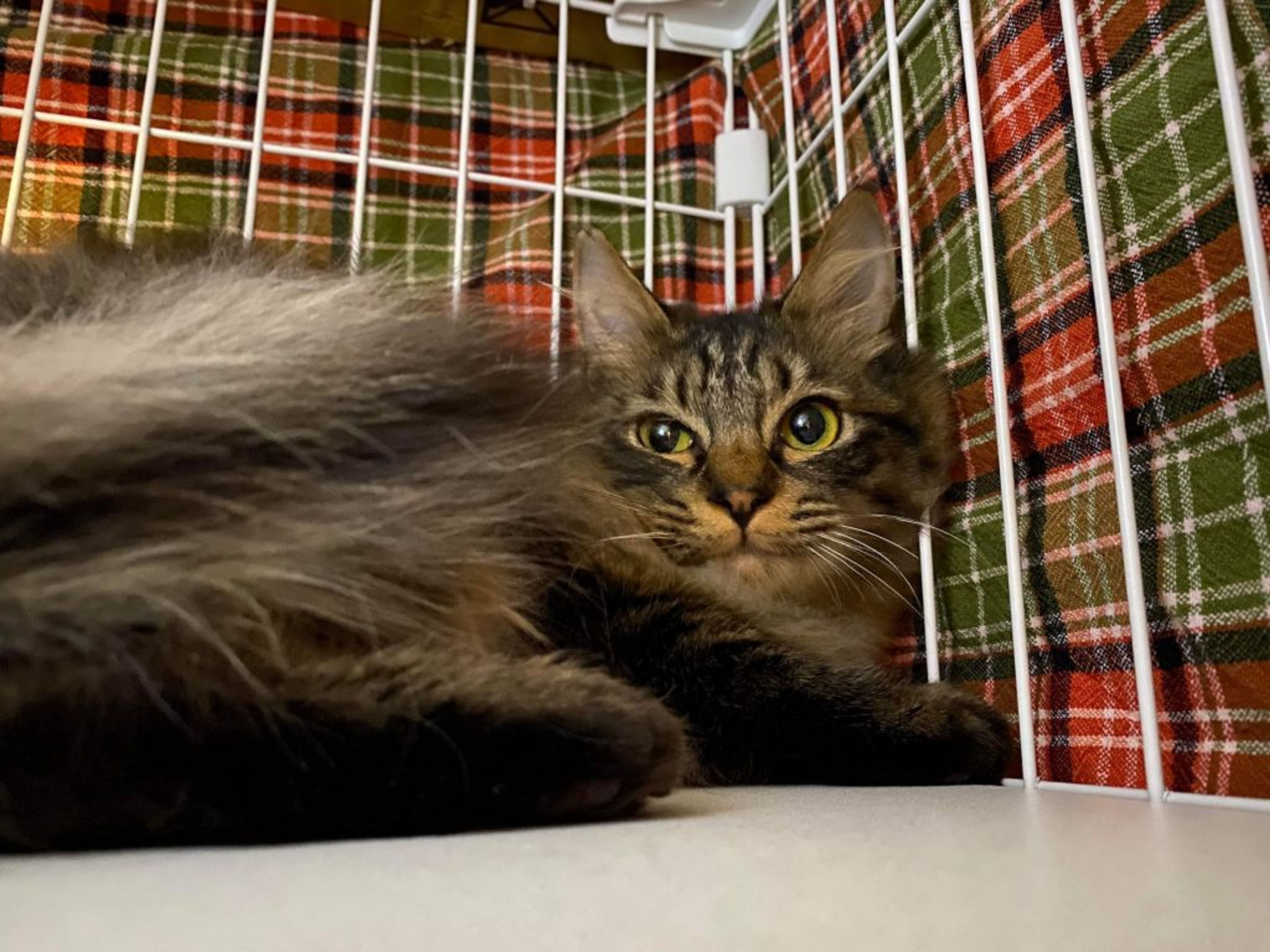 pet-image-2