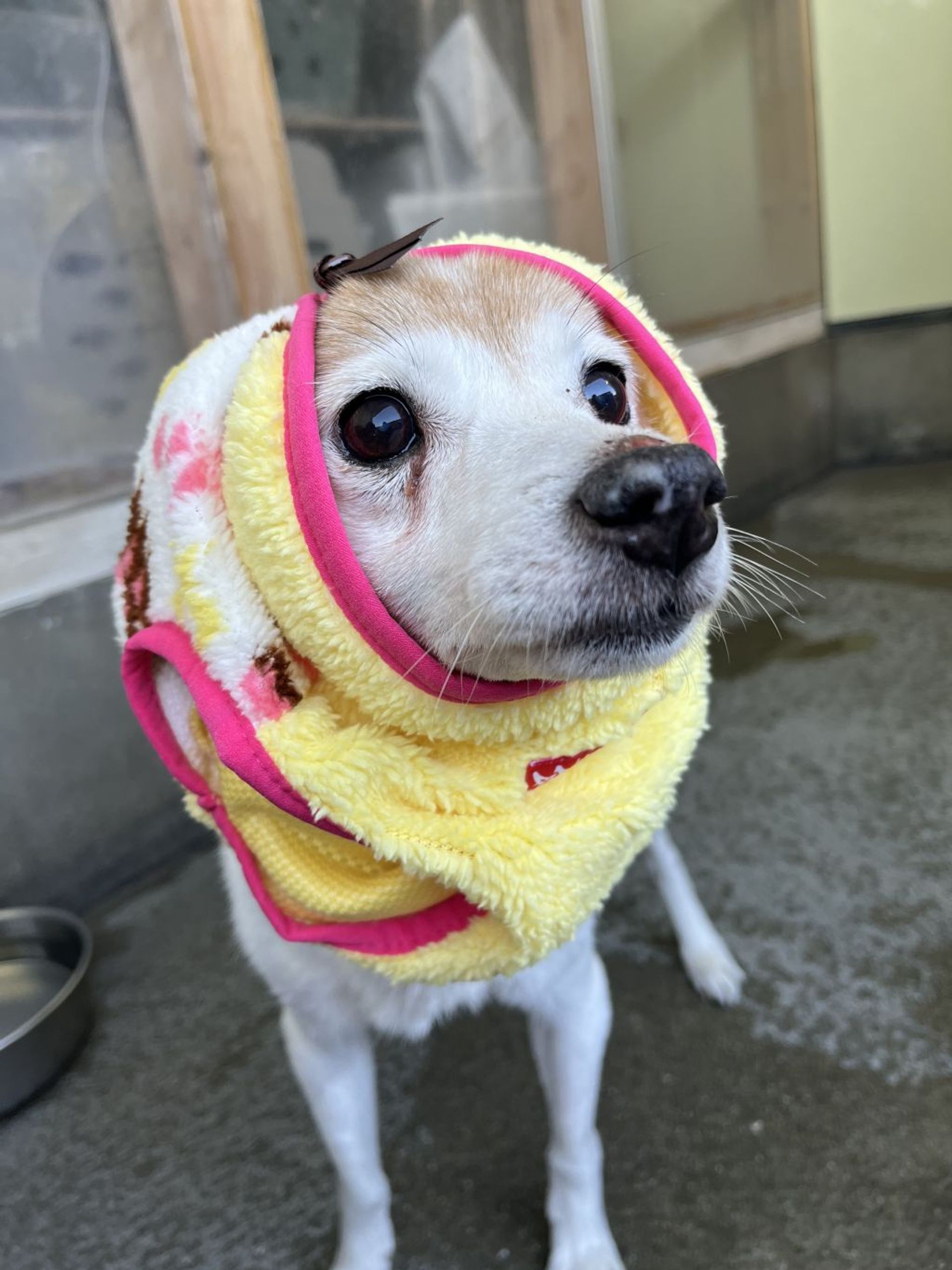 雑種（ミックス犬）・メスの里親募集の写真