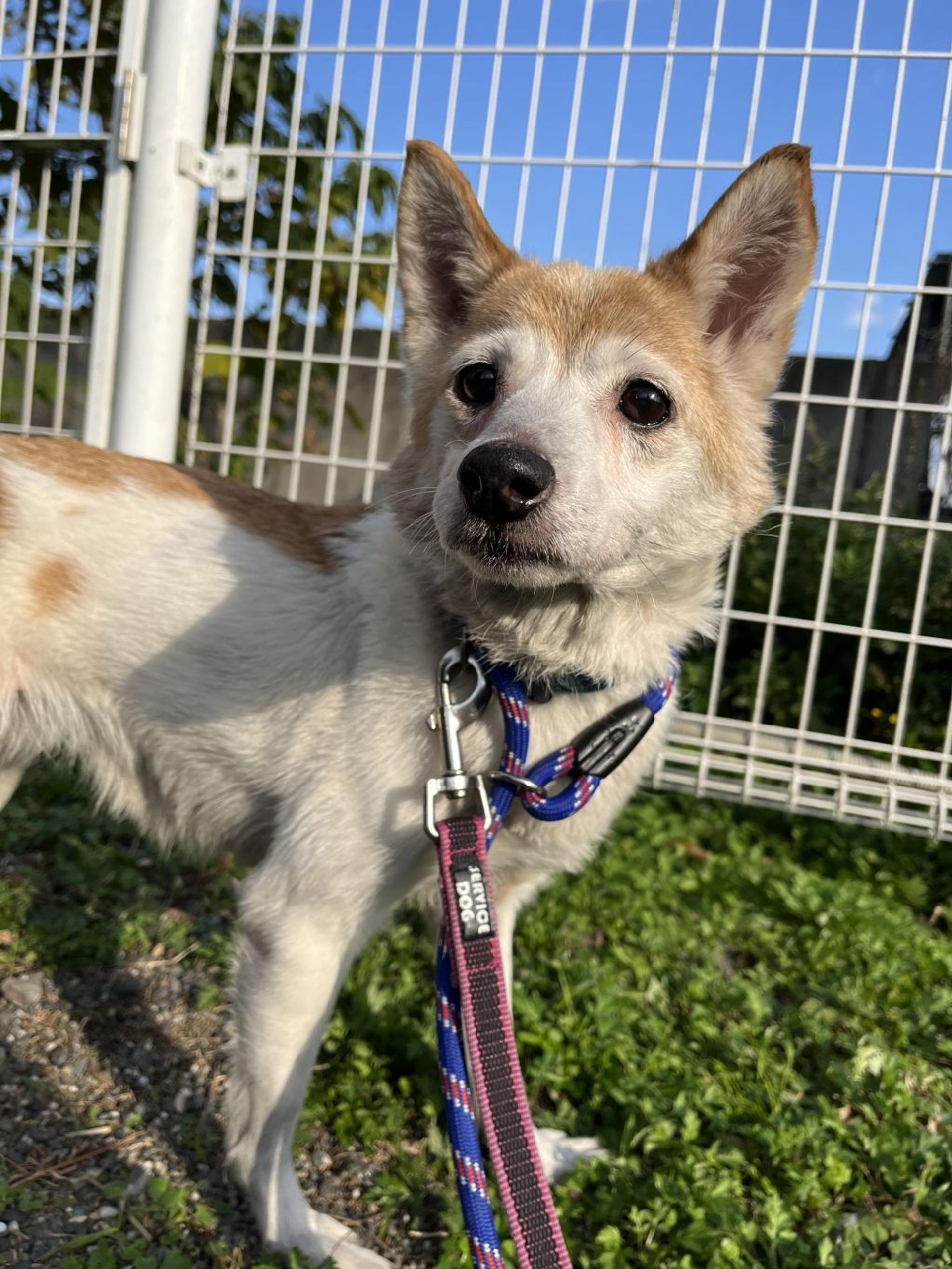 pet-image-2